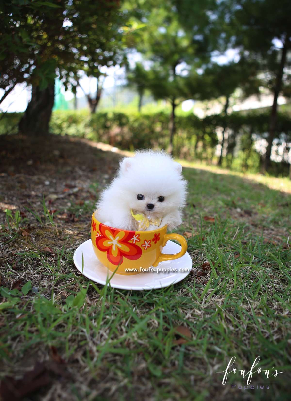 Mickey Blue - Pomeranian M.