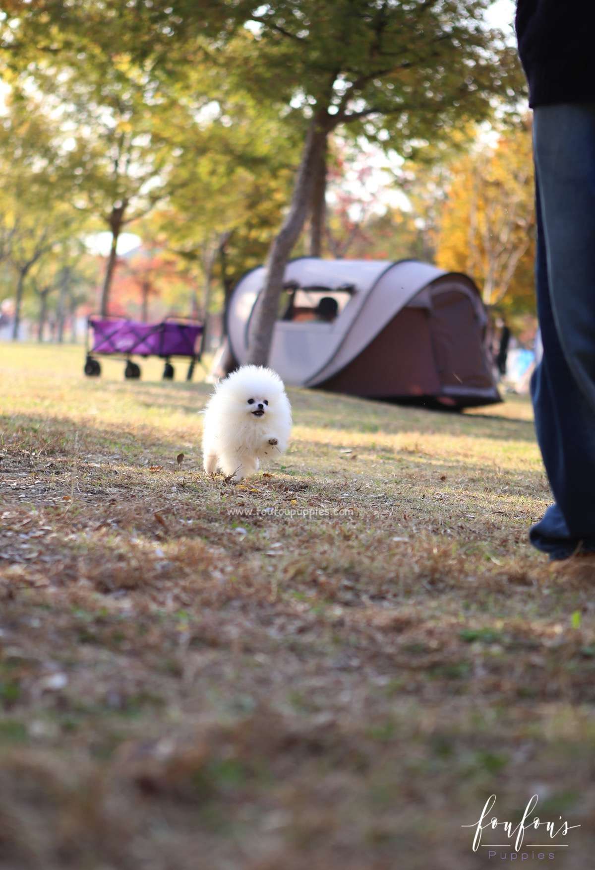 Miro - Pomeranian M.