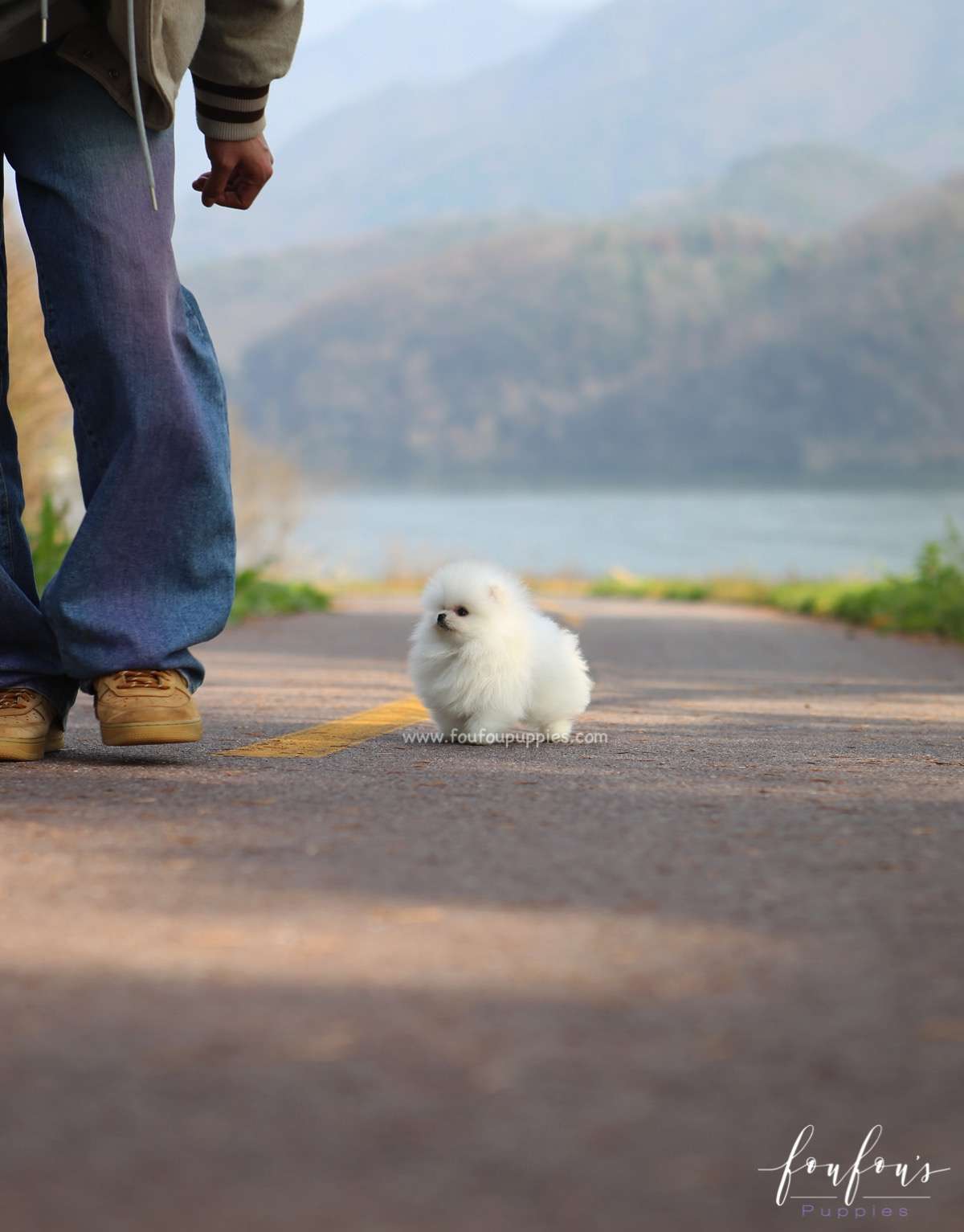 Regis - Pomeranian M.
