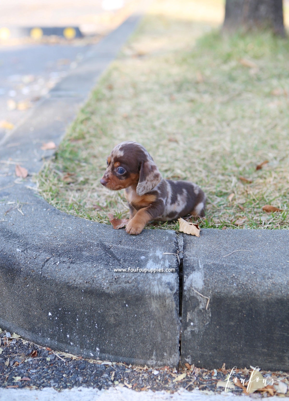 Pogo - Dachsund M.