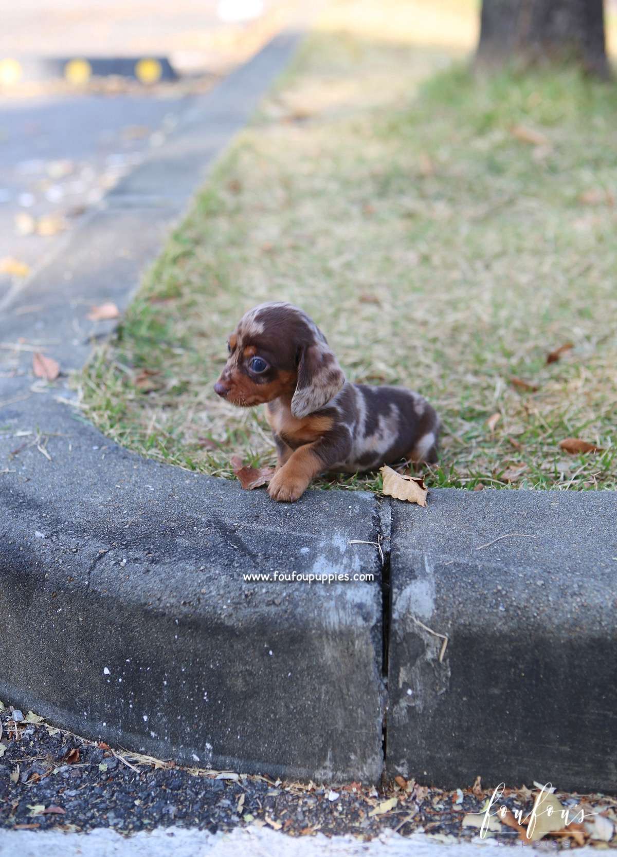 Pogo - Dachsund M.