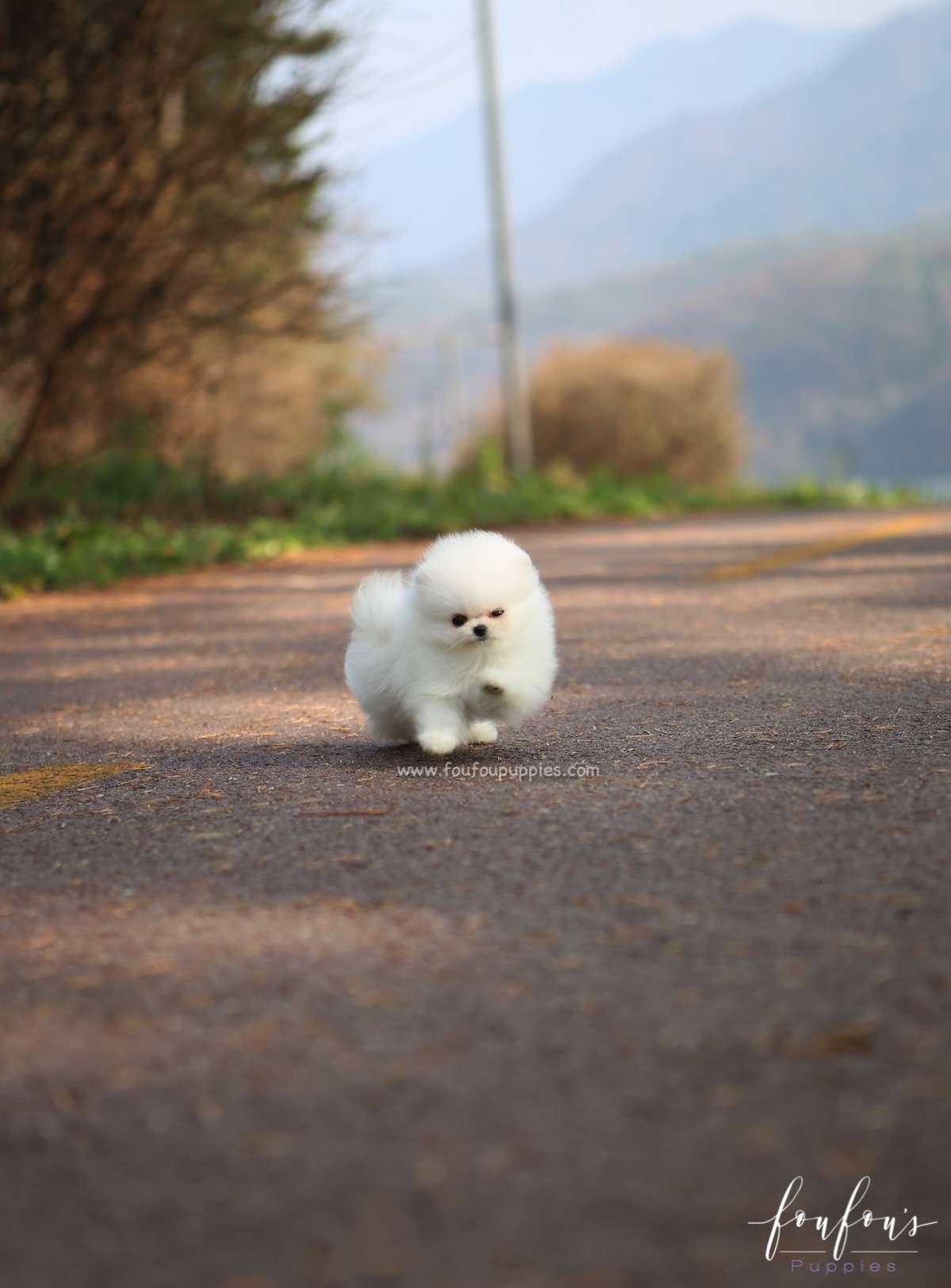 Regis - Pomeranian M.