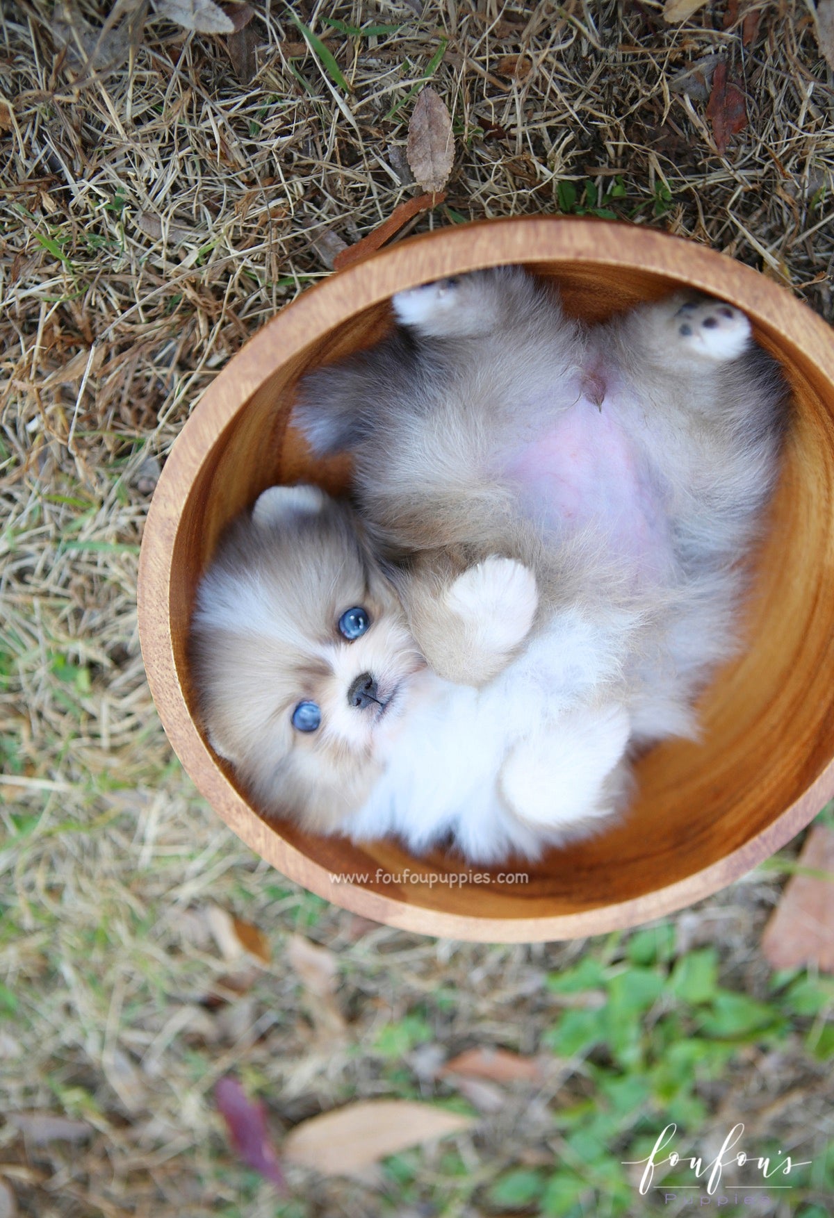 Soleil - Pomeranian F.