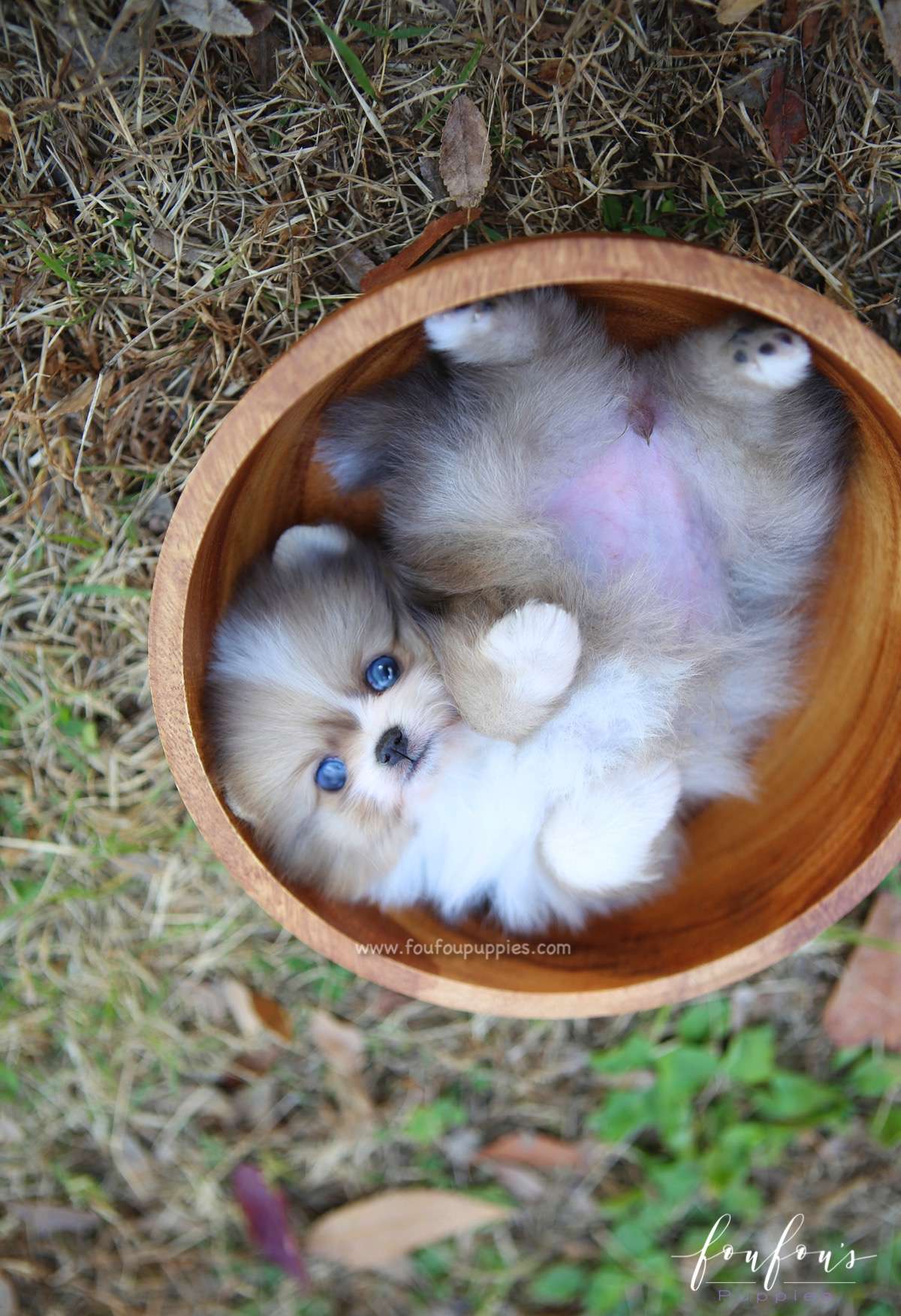 Soleil - Pomeranian F.