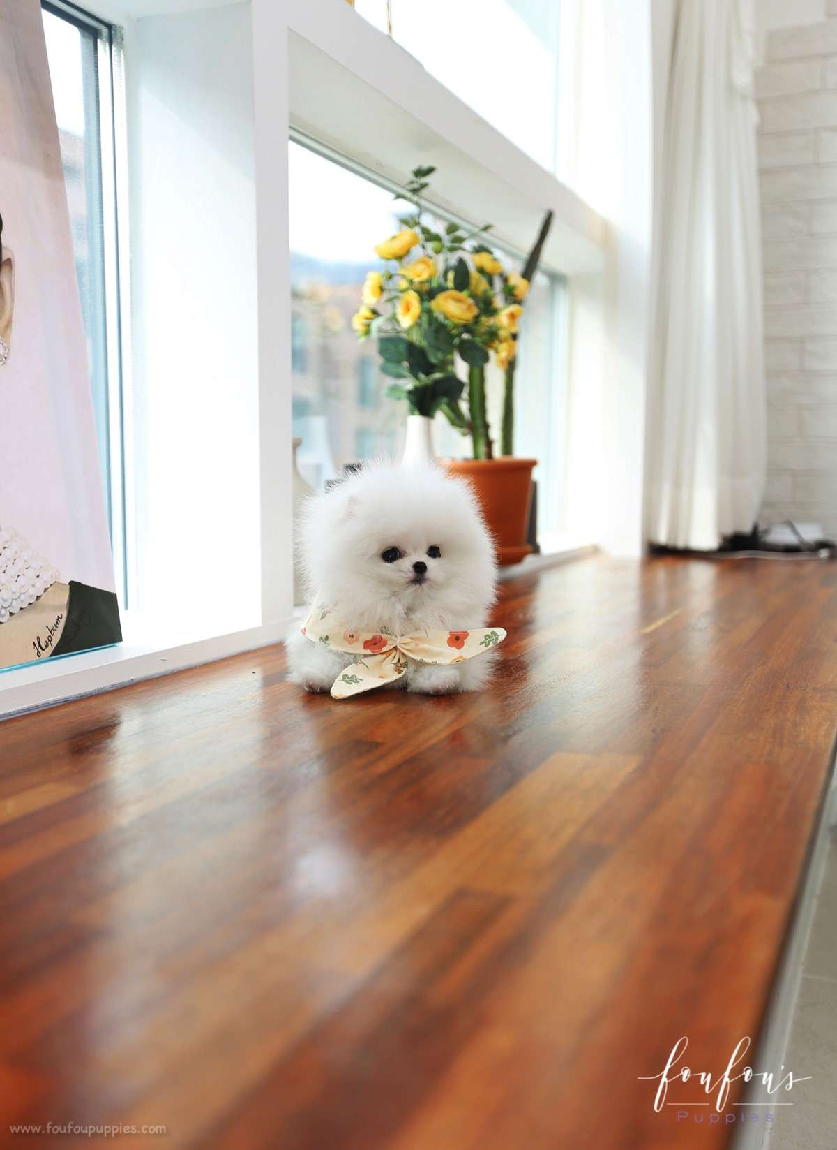 Toby - Pomeranian M.