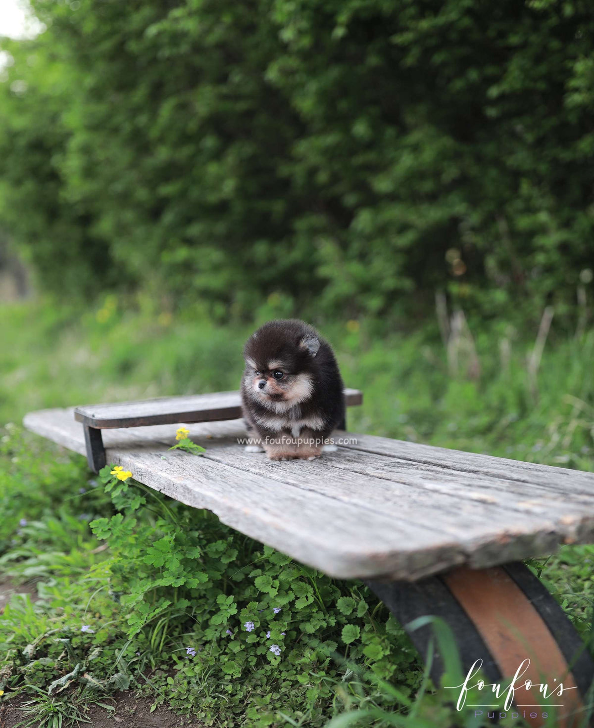 Aurora - Pomeranian F.
