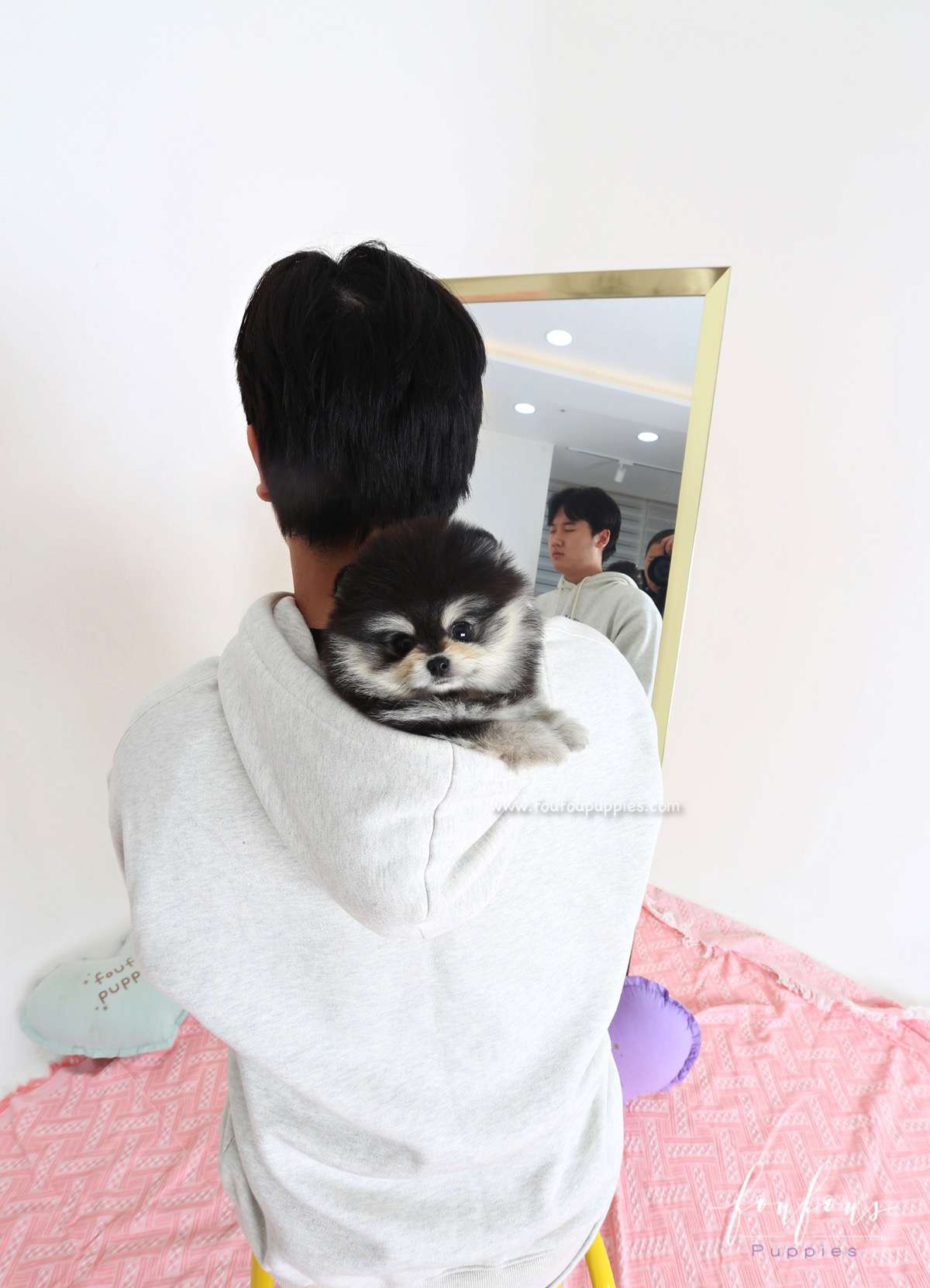 Yoda - Pomeranian M.