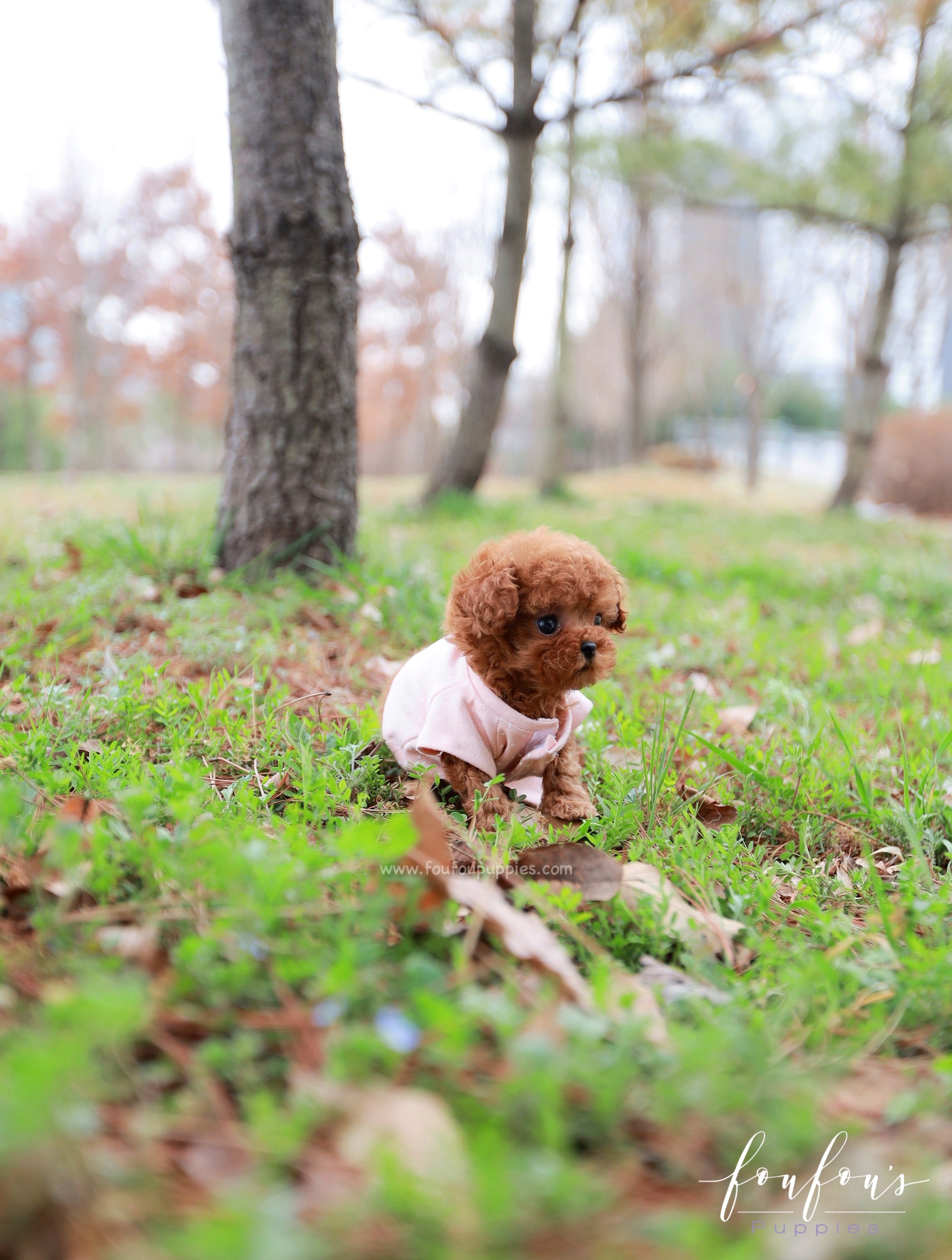 Zoé - Poodle F.