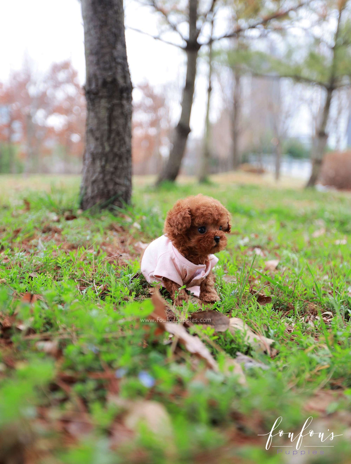 Zoé - Poodle F.