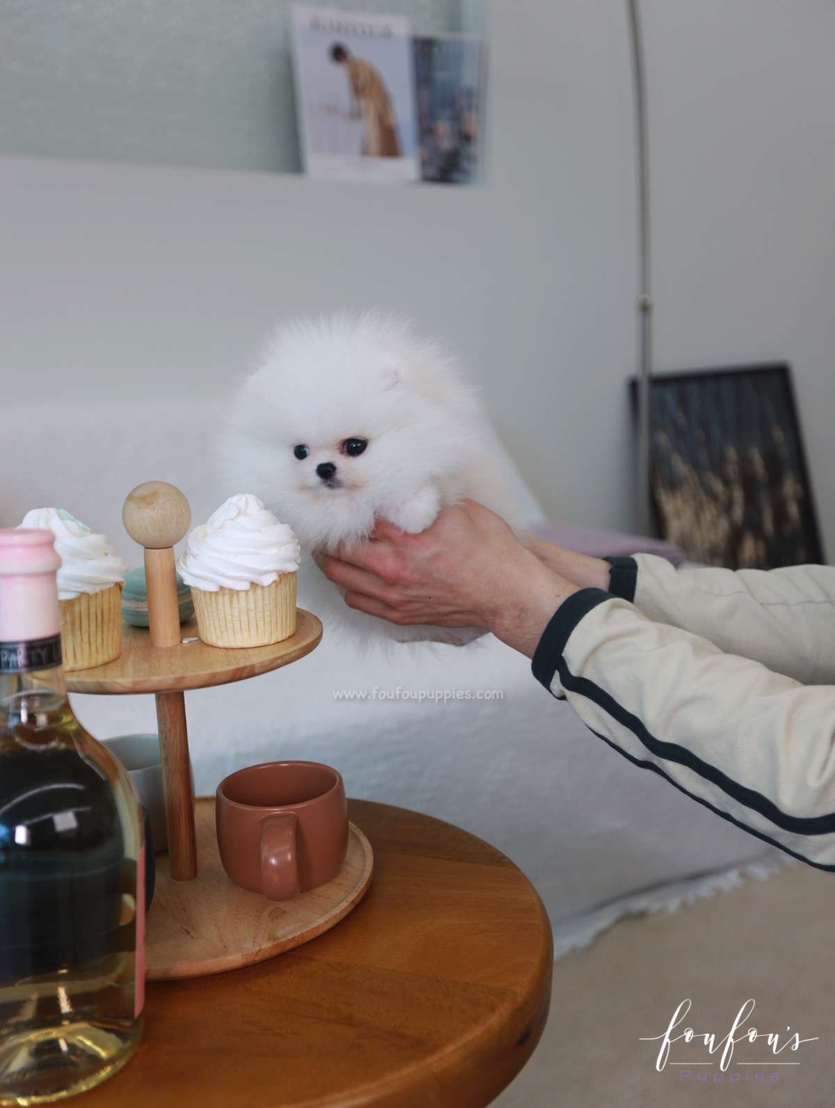 Gunther - Pomeranian M.