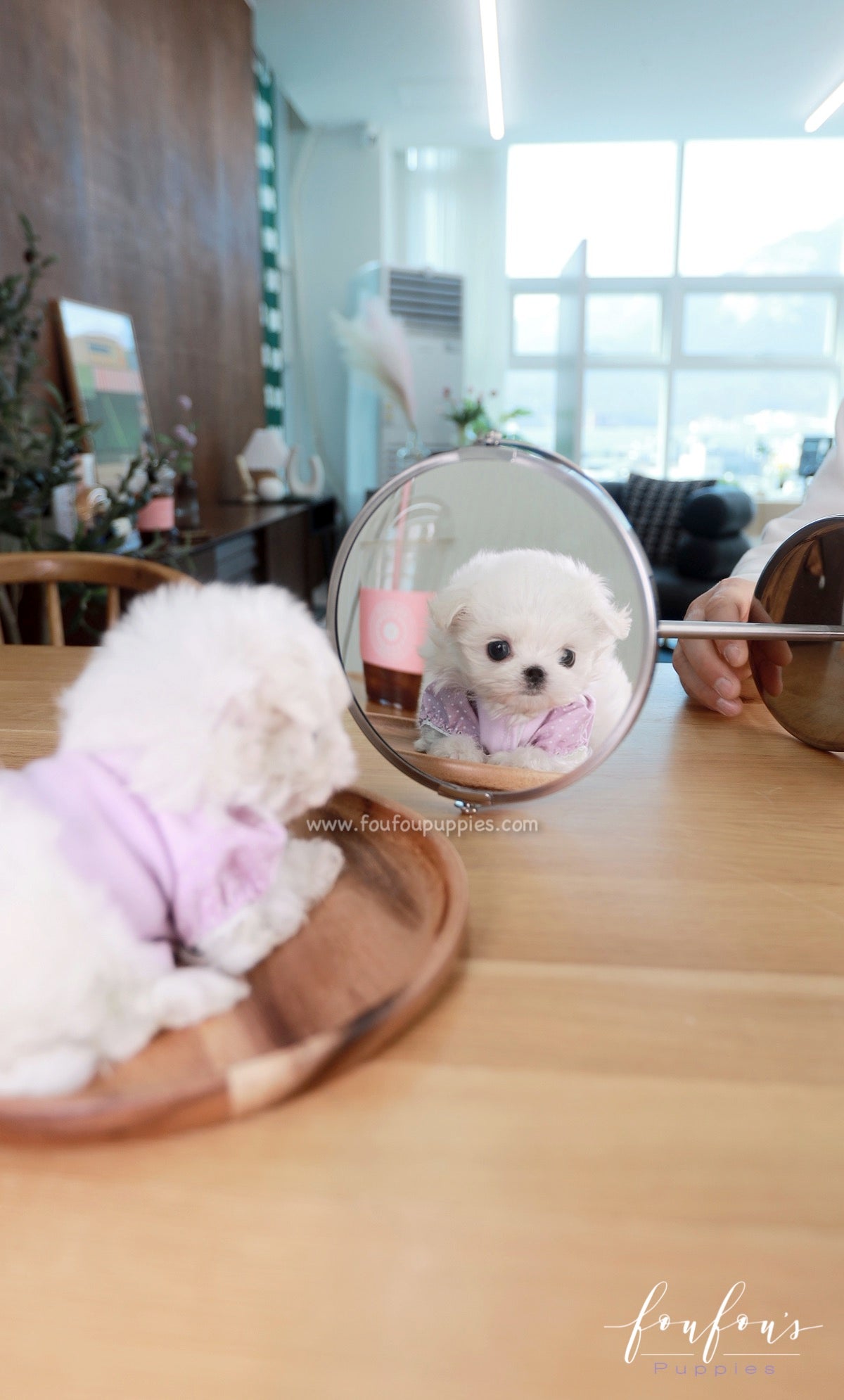 Mila - Maltese F.
