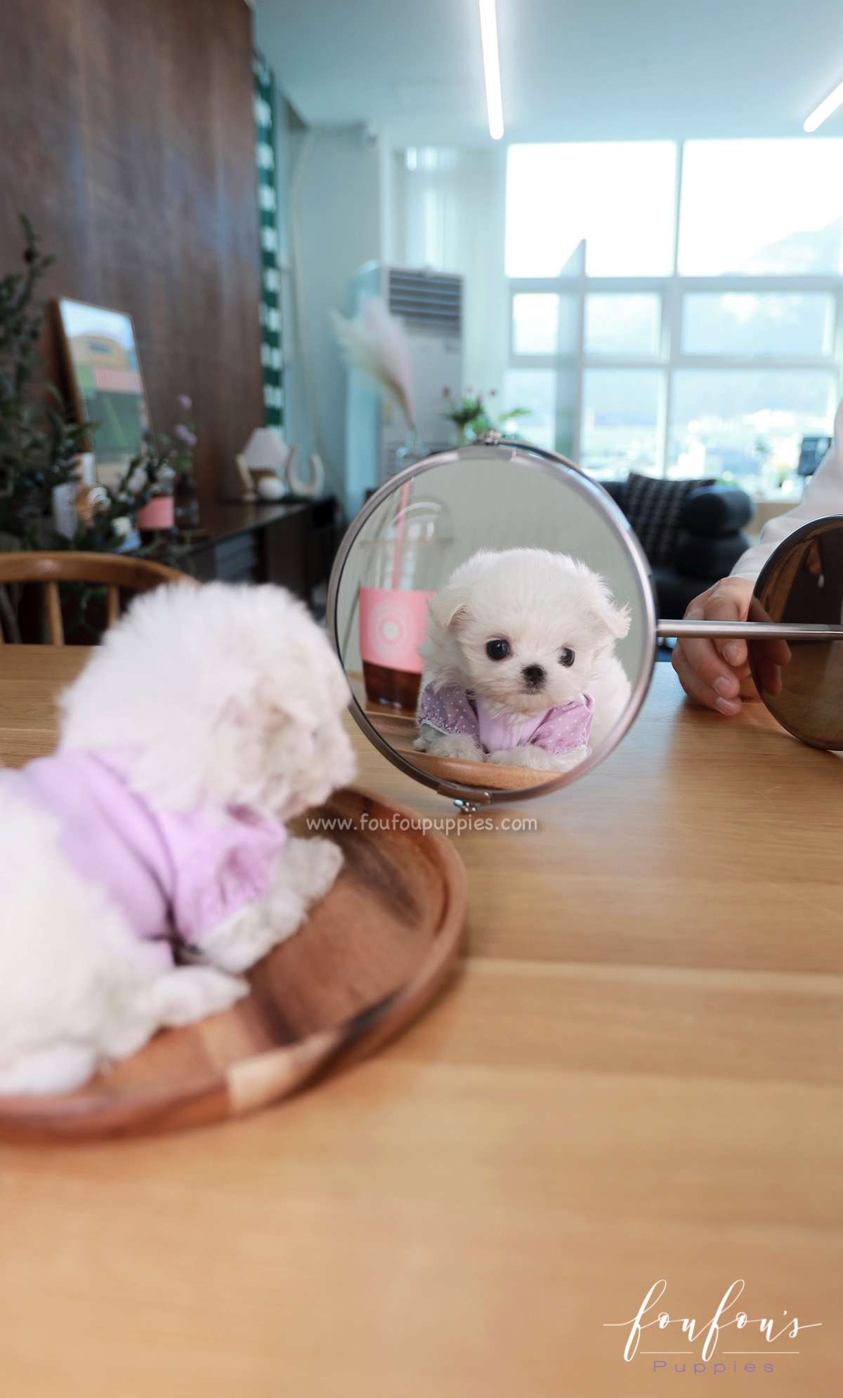 Mila - Maltese F.