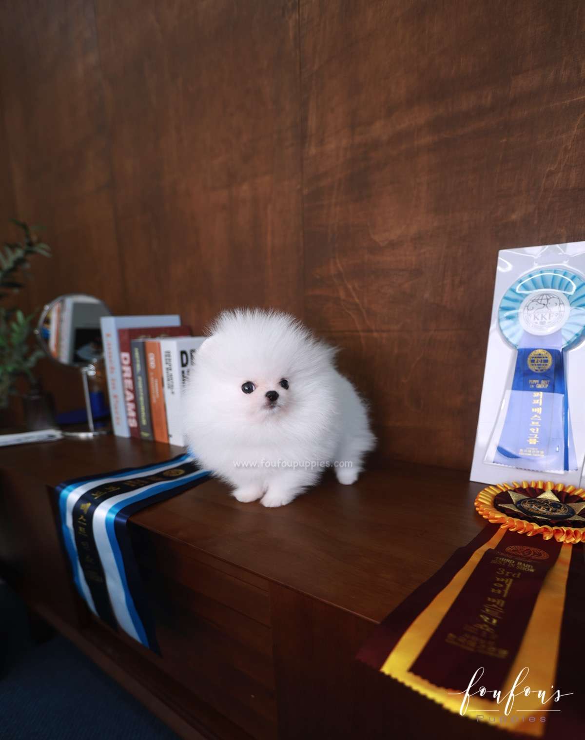 Gunther - Pomeranian M.