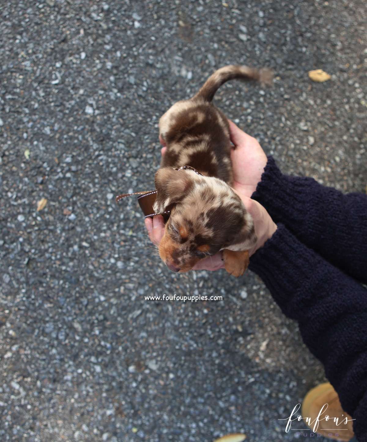 Pogo - Dachsund M.