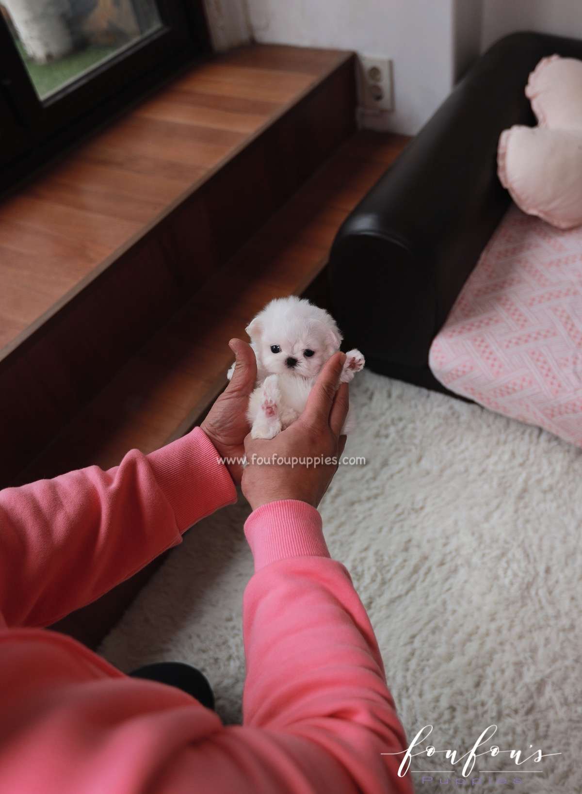 Valentina - Maltese F.