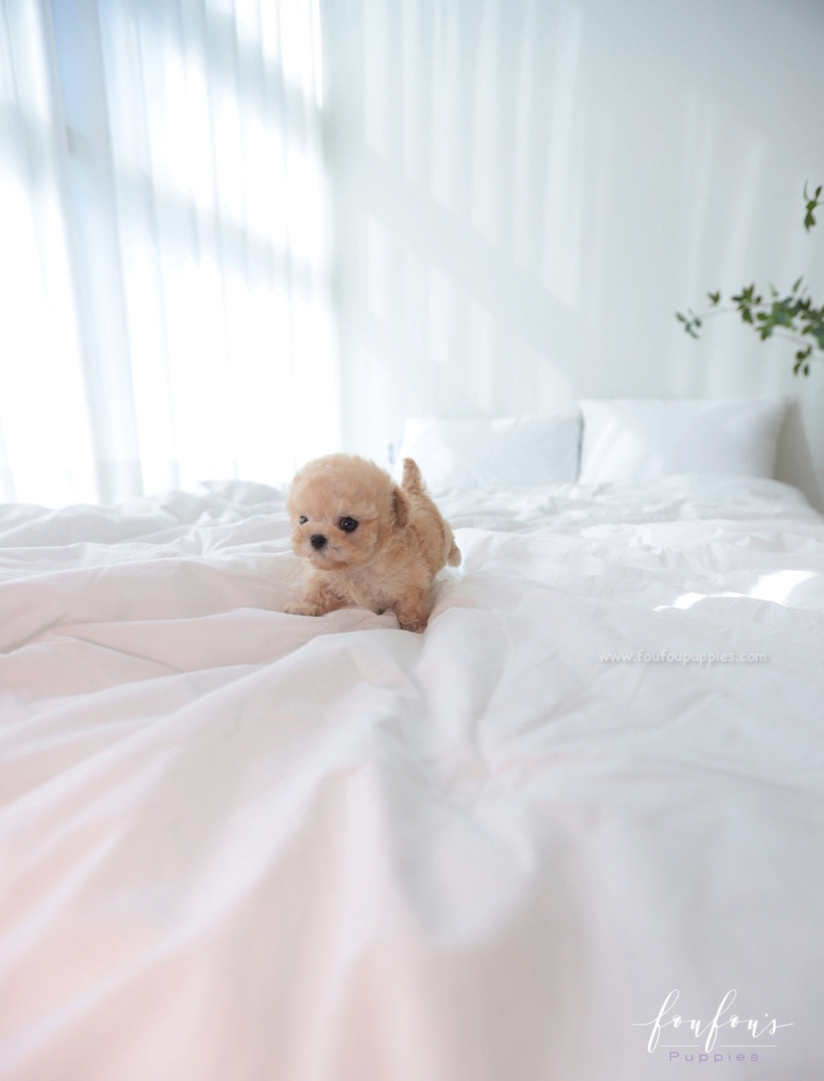 Beau - Poodle M.