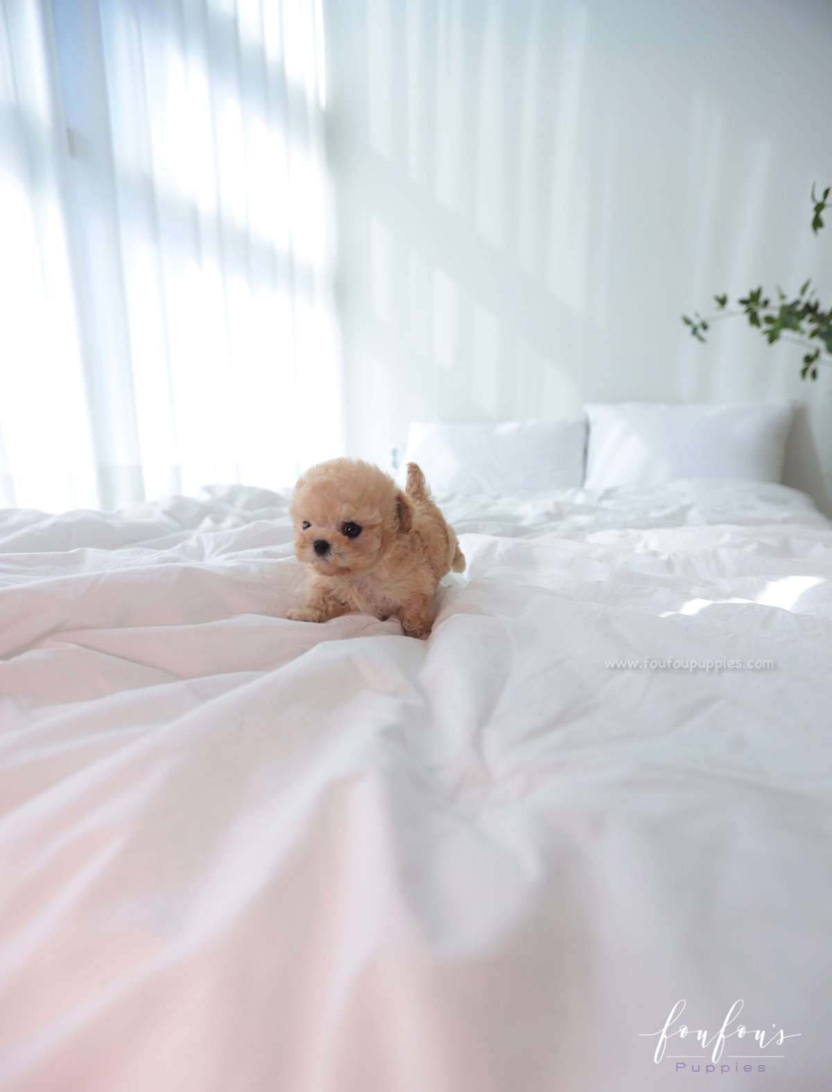 Beau - Poodle M.