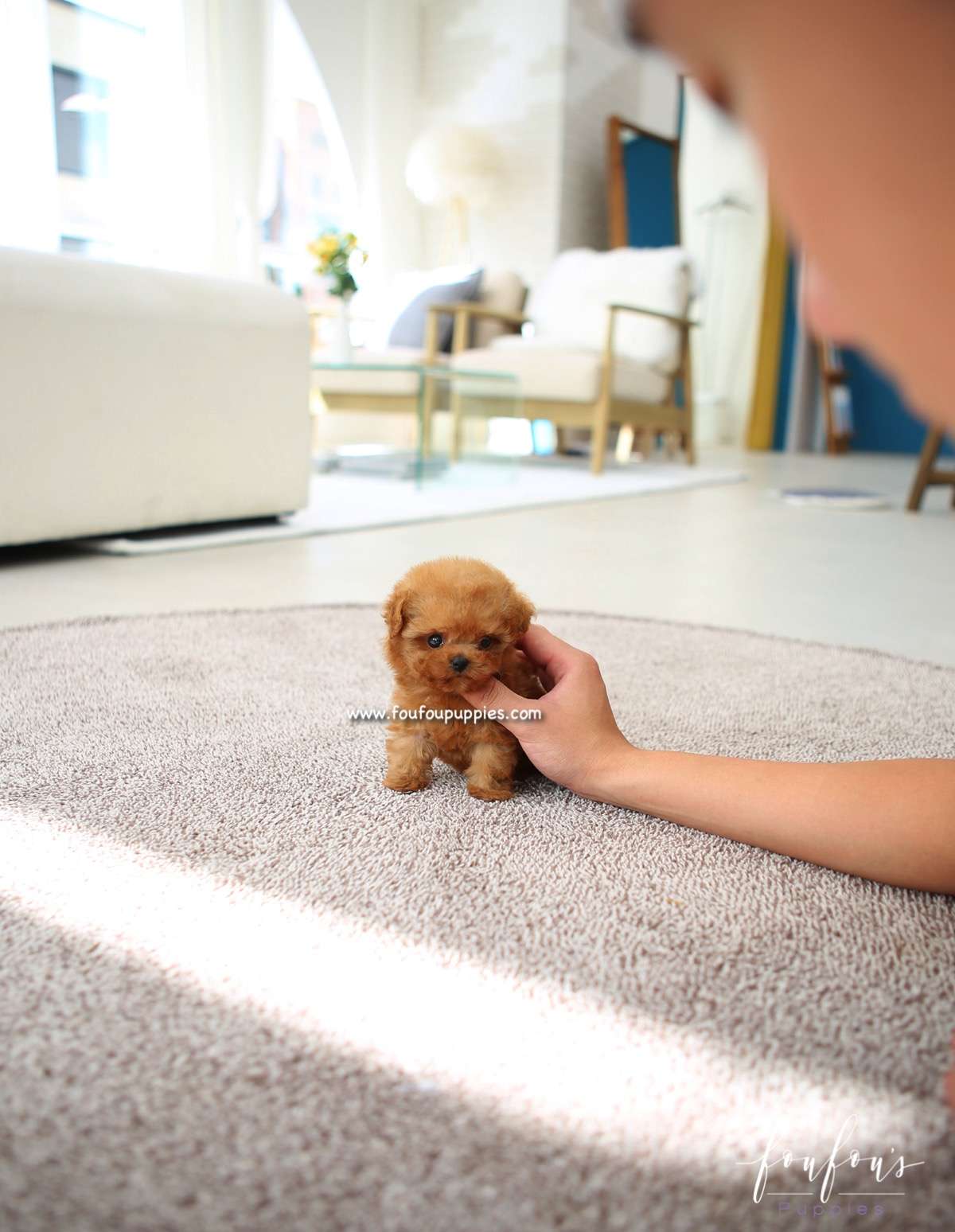 Chloé - Poodle F.
