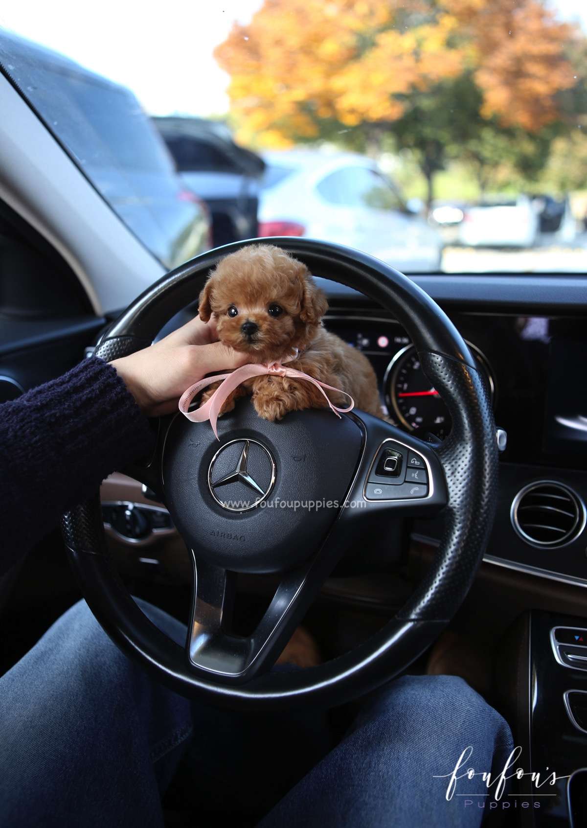 Mittens - Poodle F.
