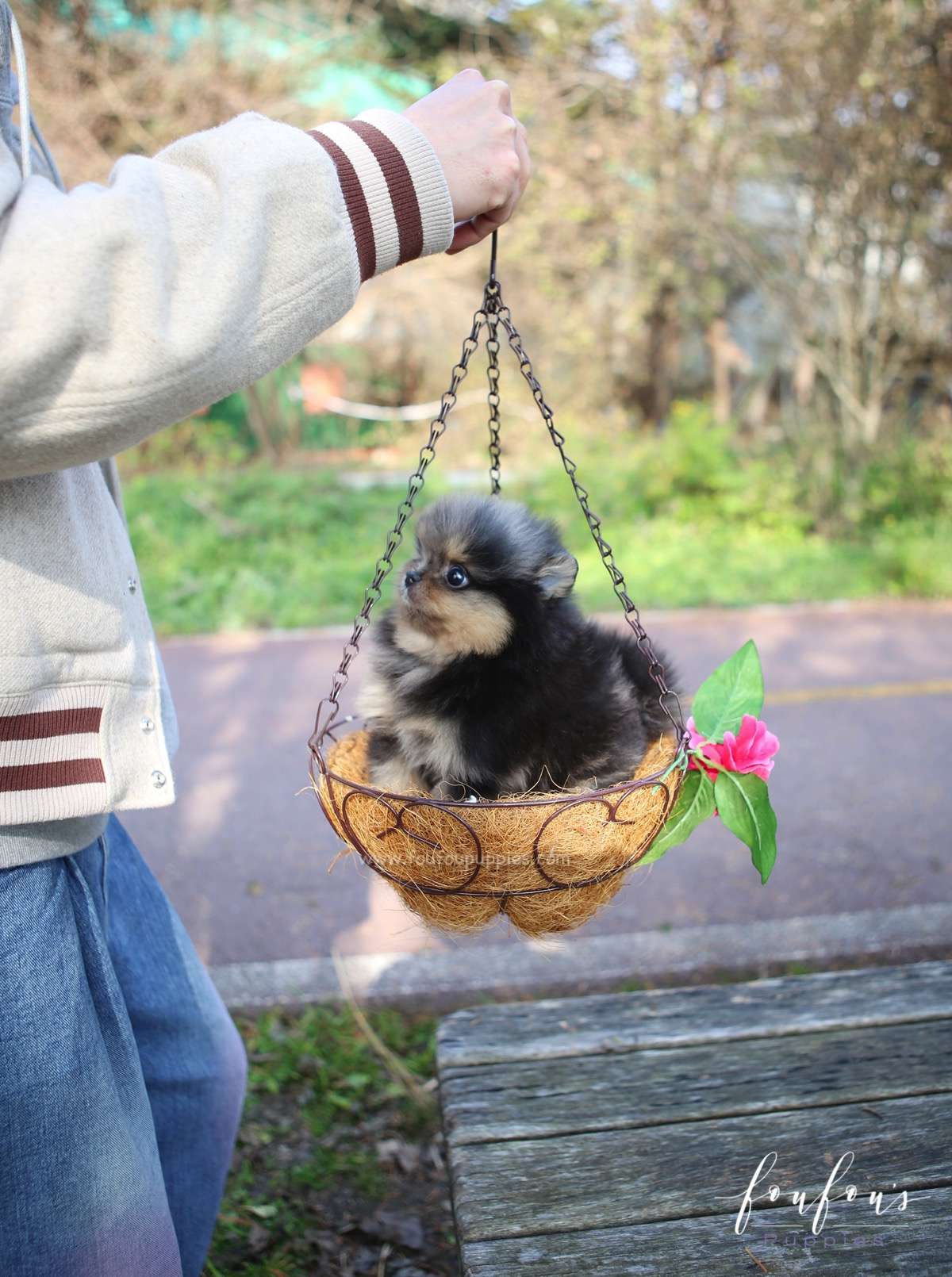 Yeti - Pomeranian M.