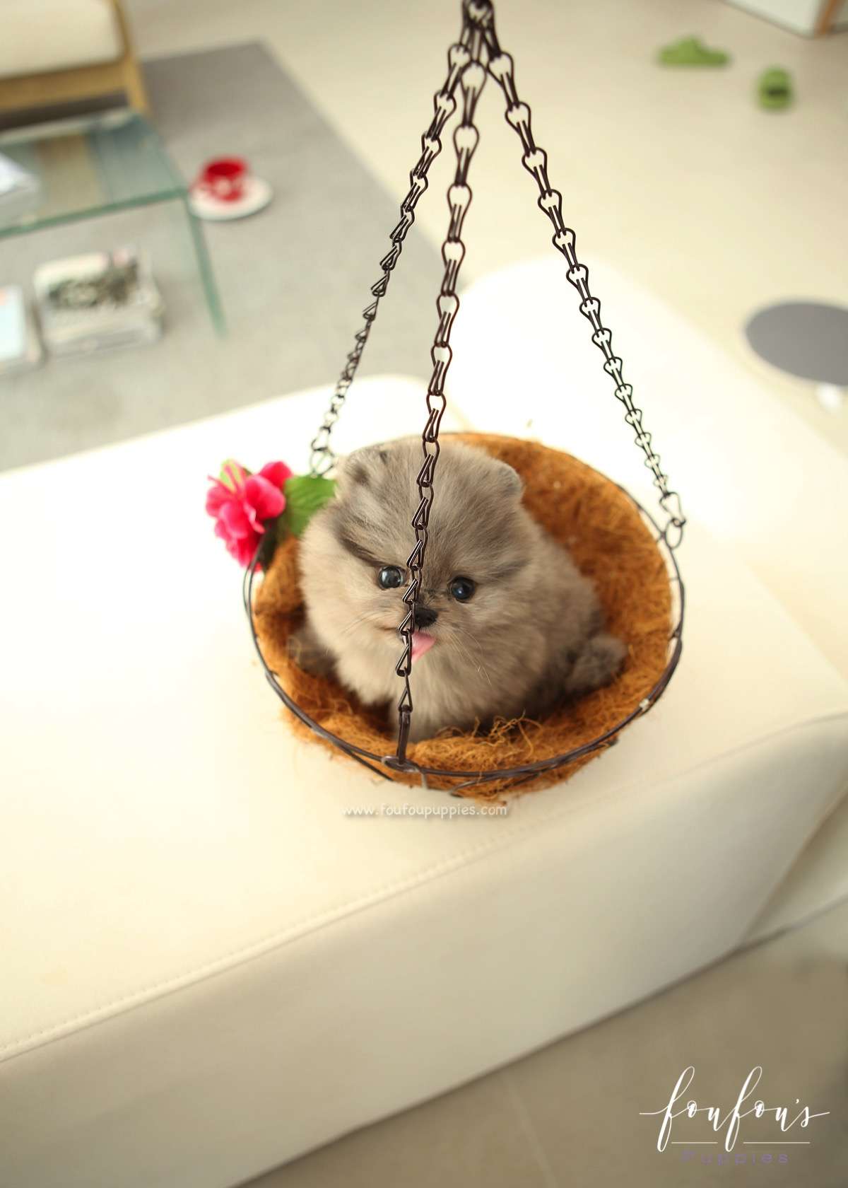 Belle - Pomeranian F.