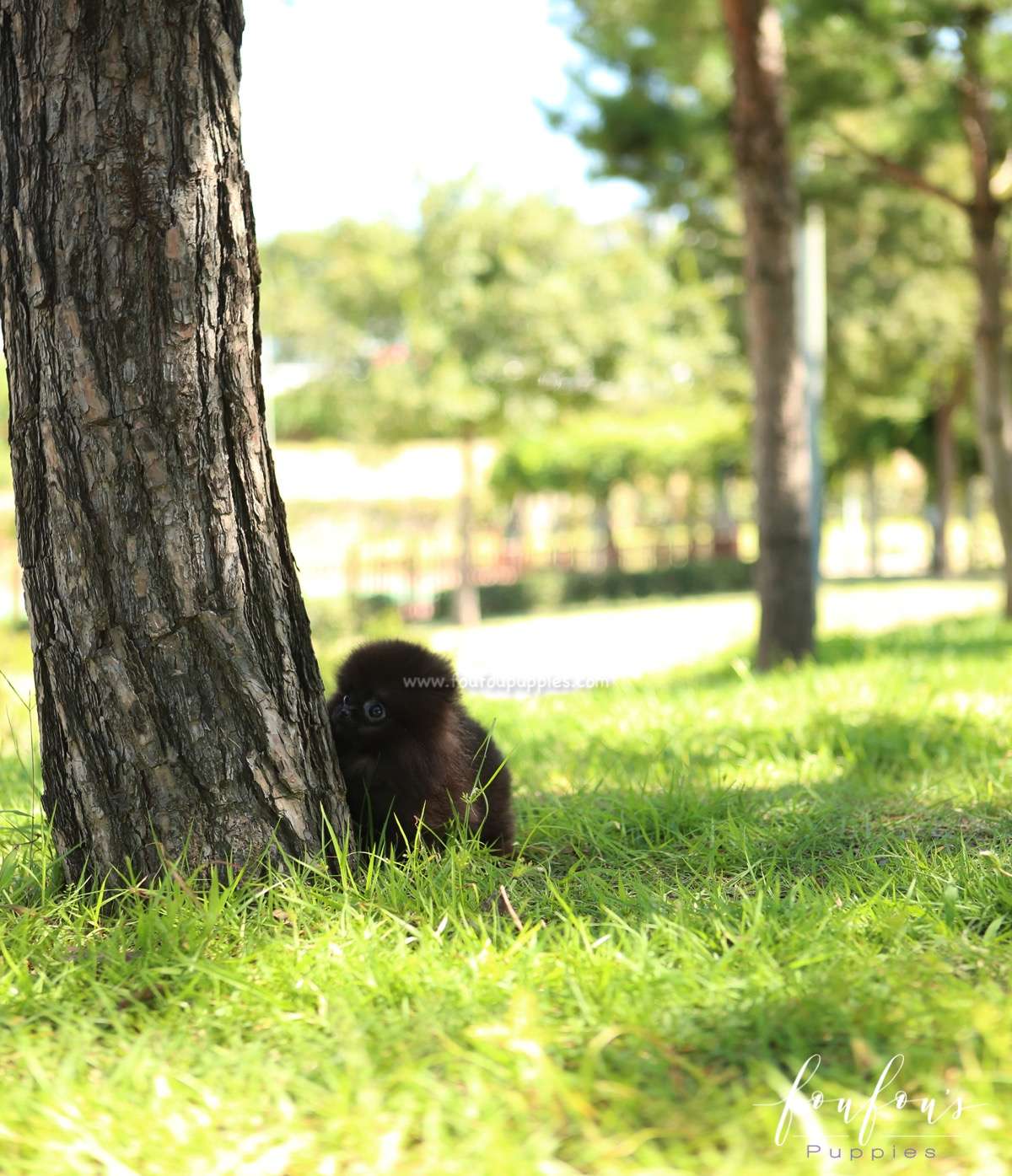 Melrose - Pomeranian F.