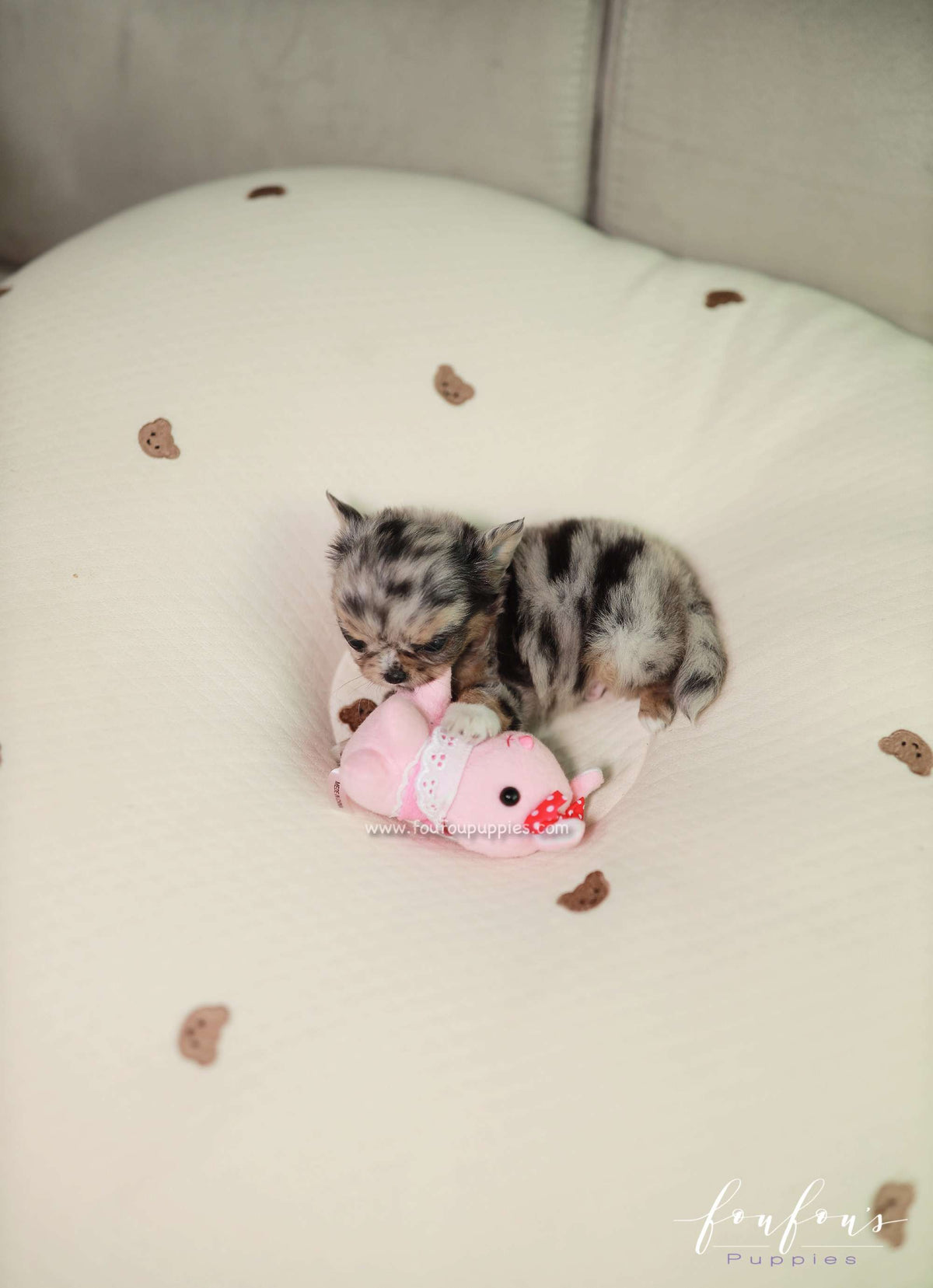 Pinky - Chihuahua M.