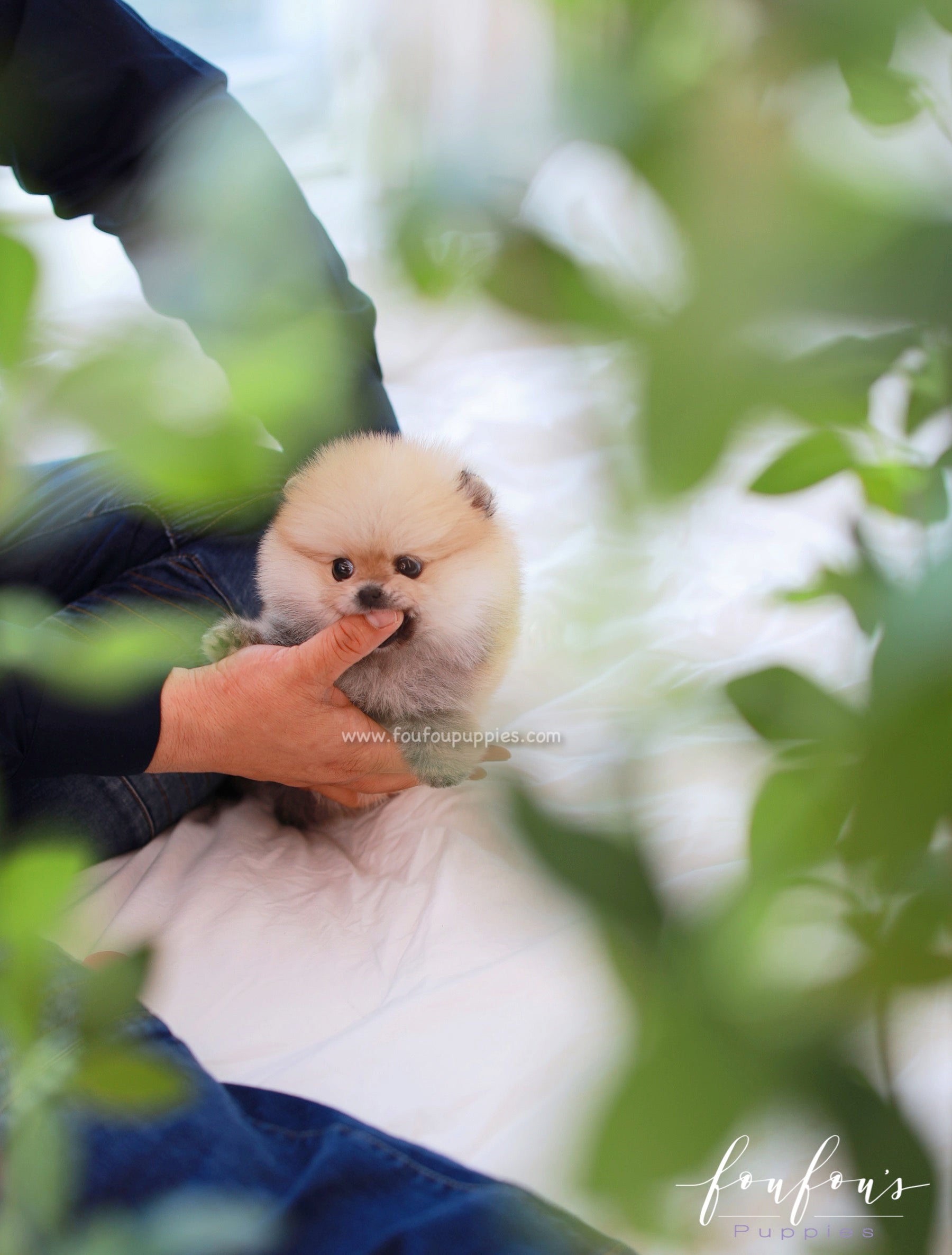 Valencia - Pomeranian F.
