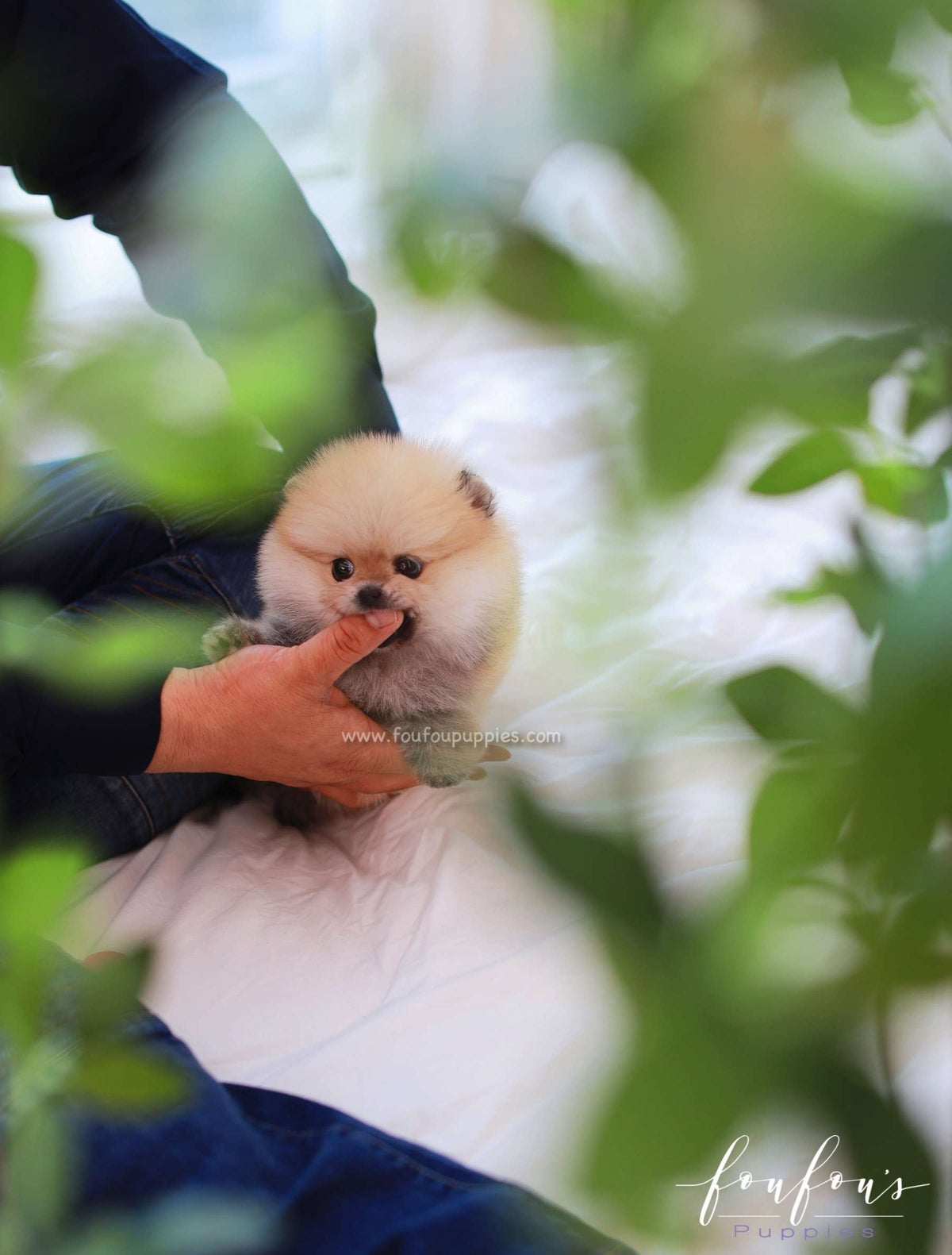 Valencia - Pomeranian F.