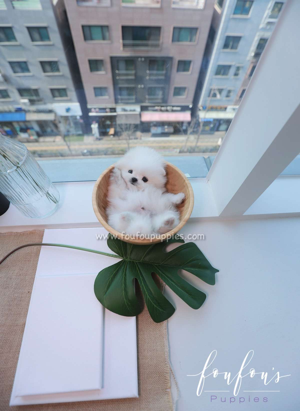 Loki - Pomeranian M.