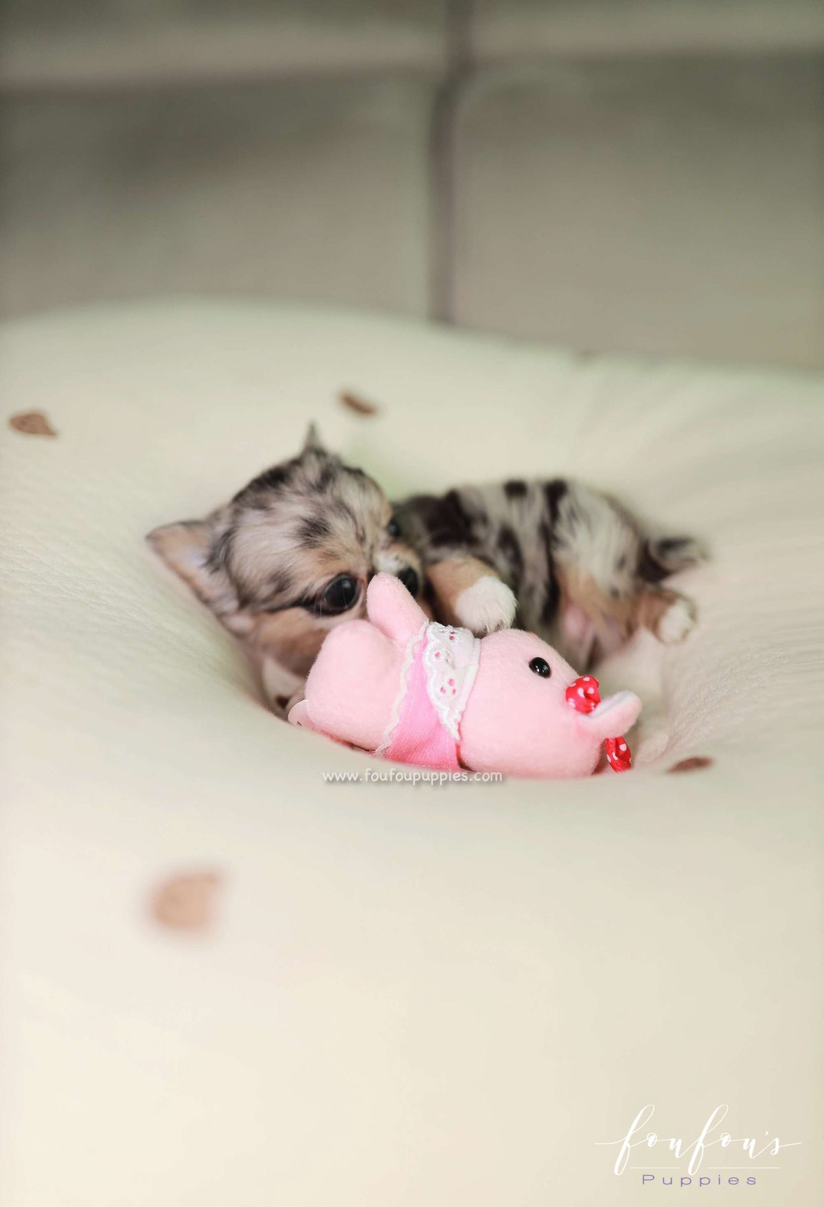 Pinky - Chihuahua M.