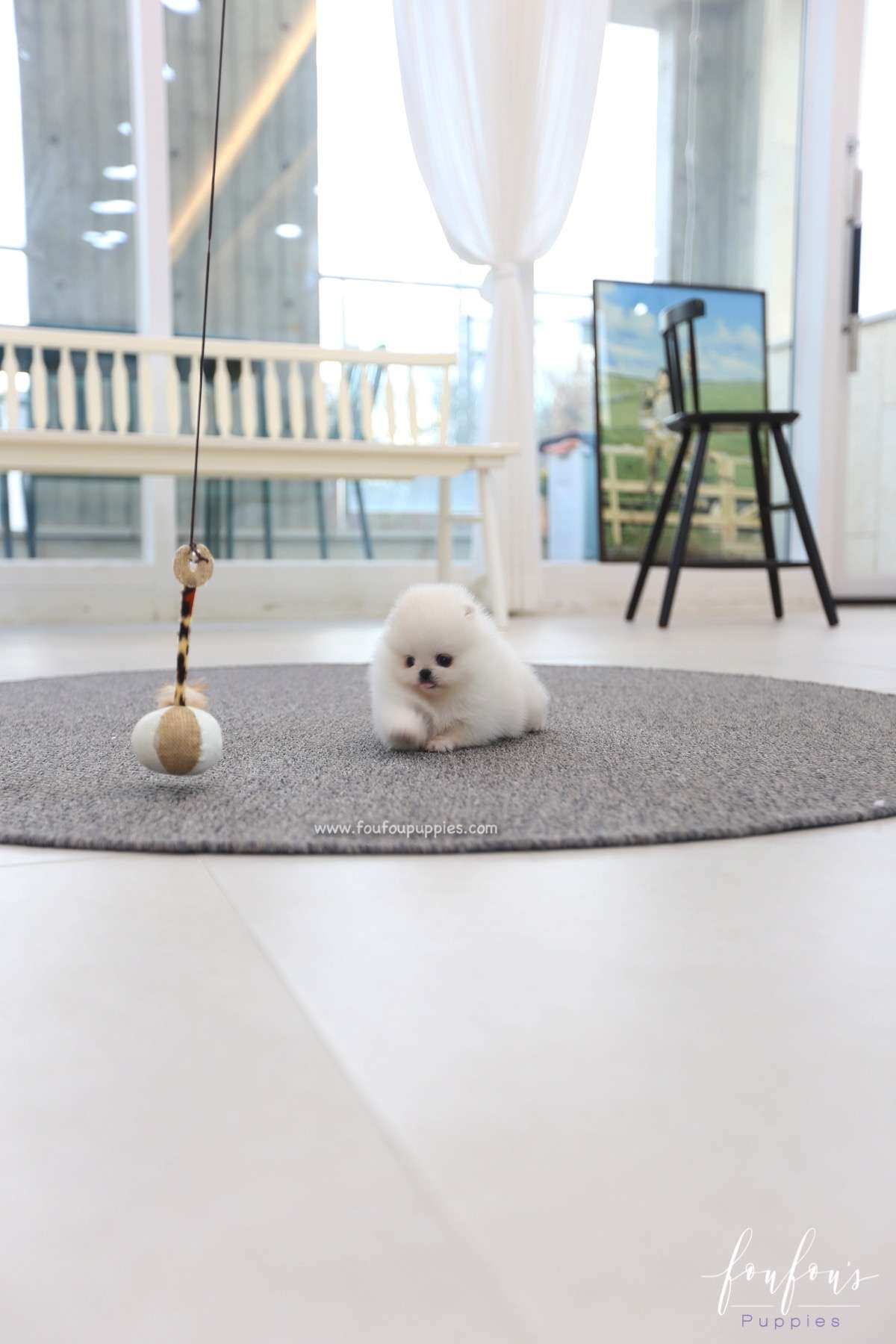 Souflé - Pomeranian F.