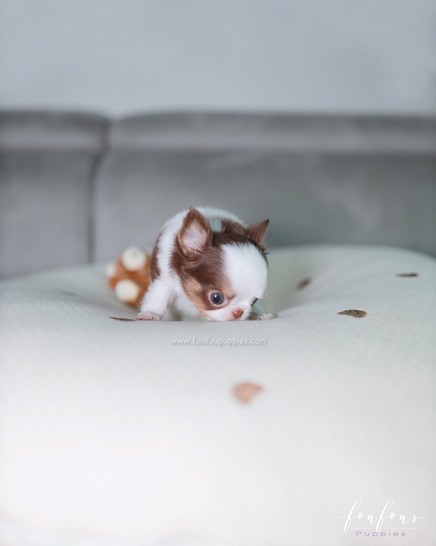 Gus - Chihuahua M.