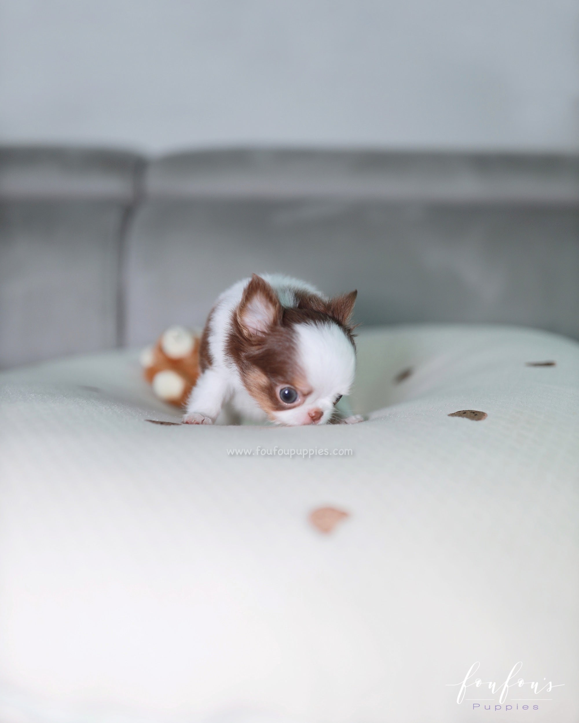 Gus - Chihuahua M.