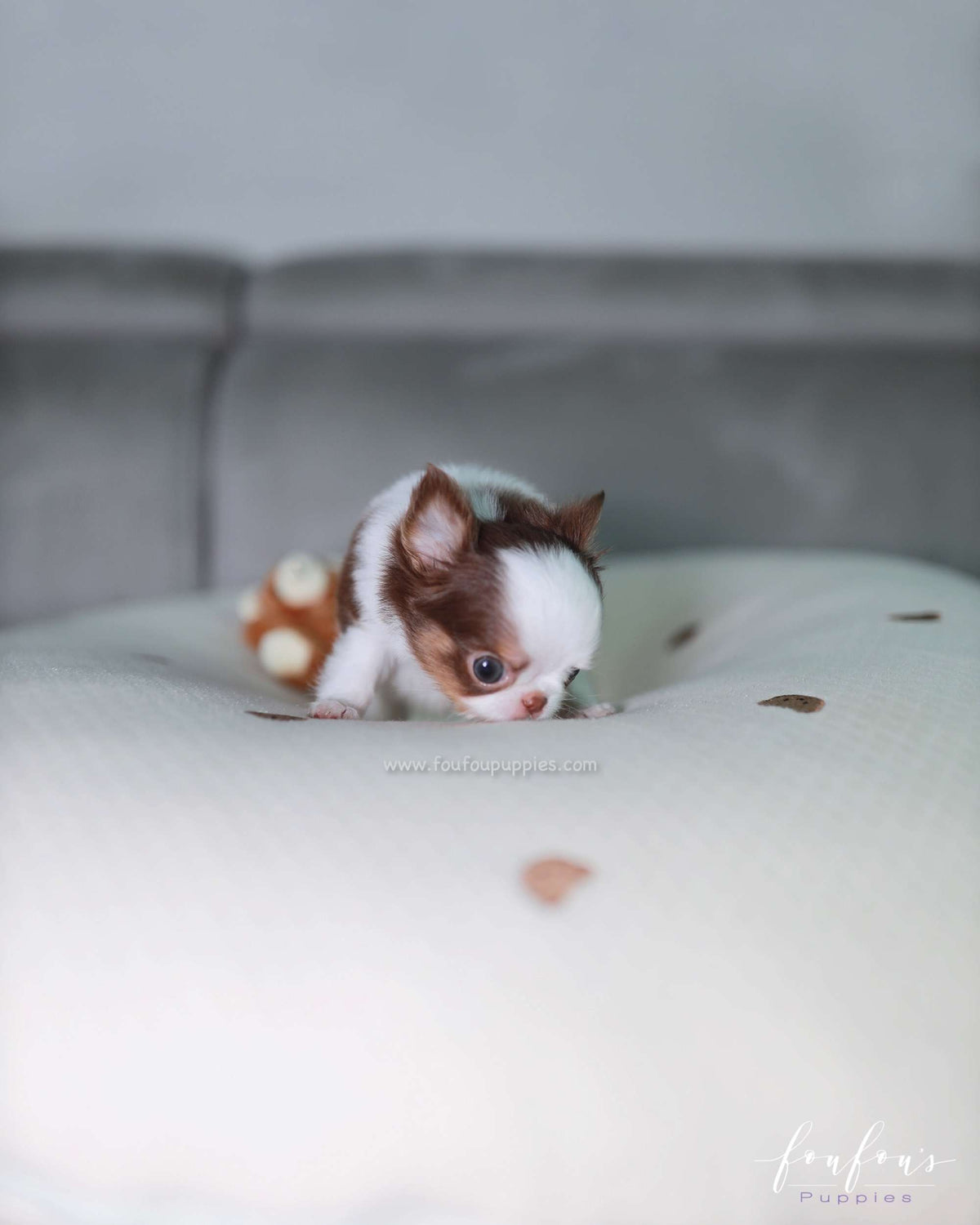 Gus - Chihuahua M.