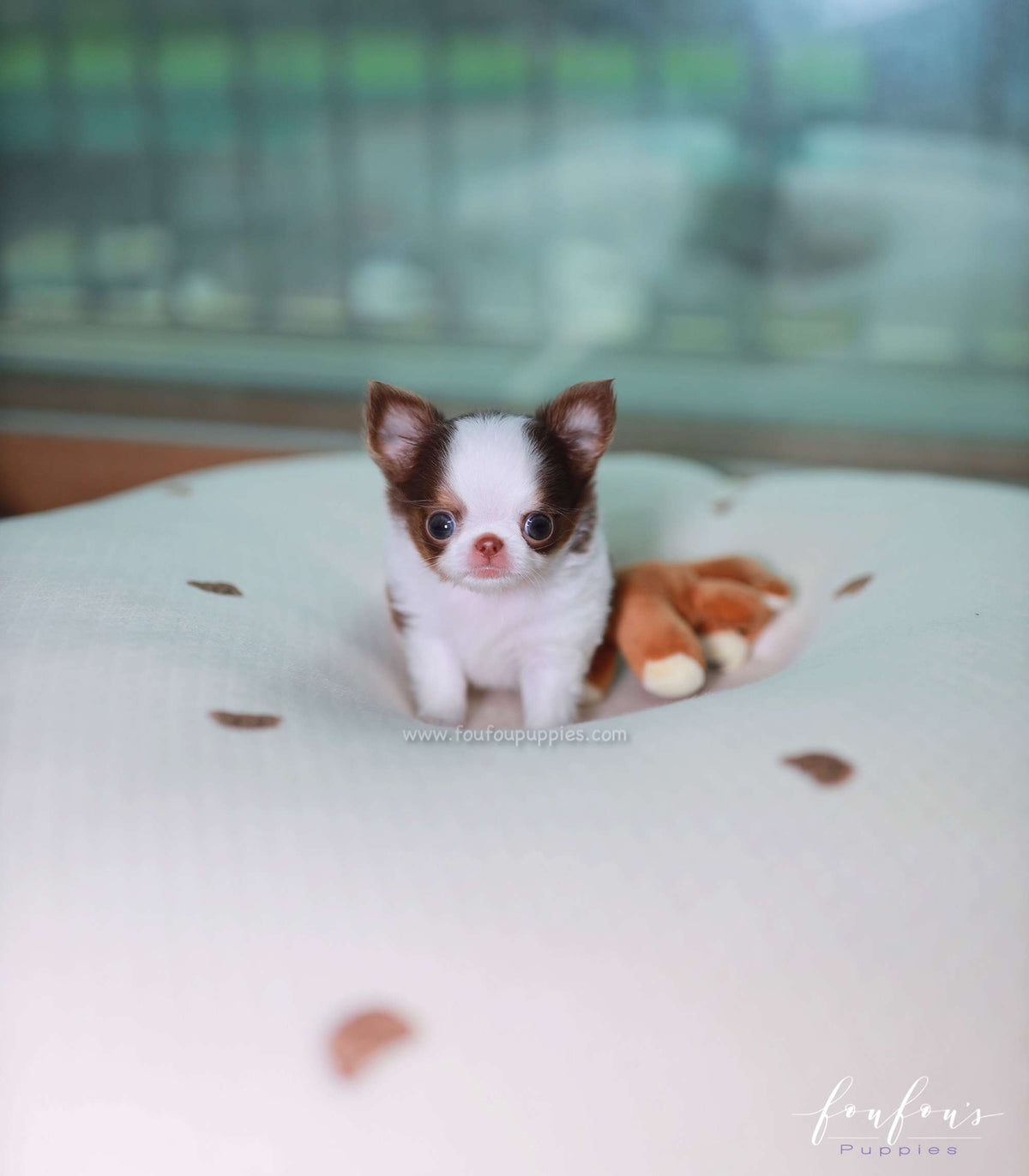 Gus - Chihuahua M.