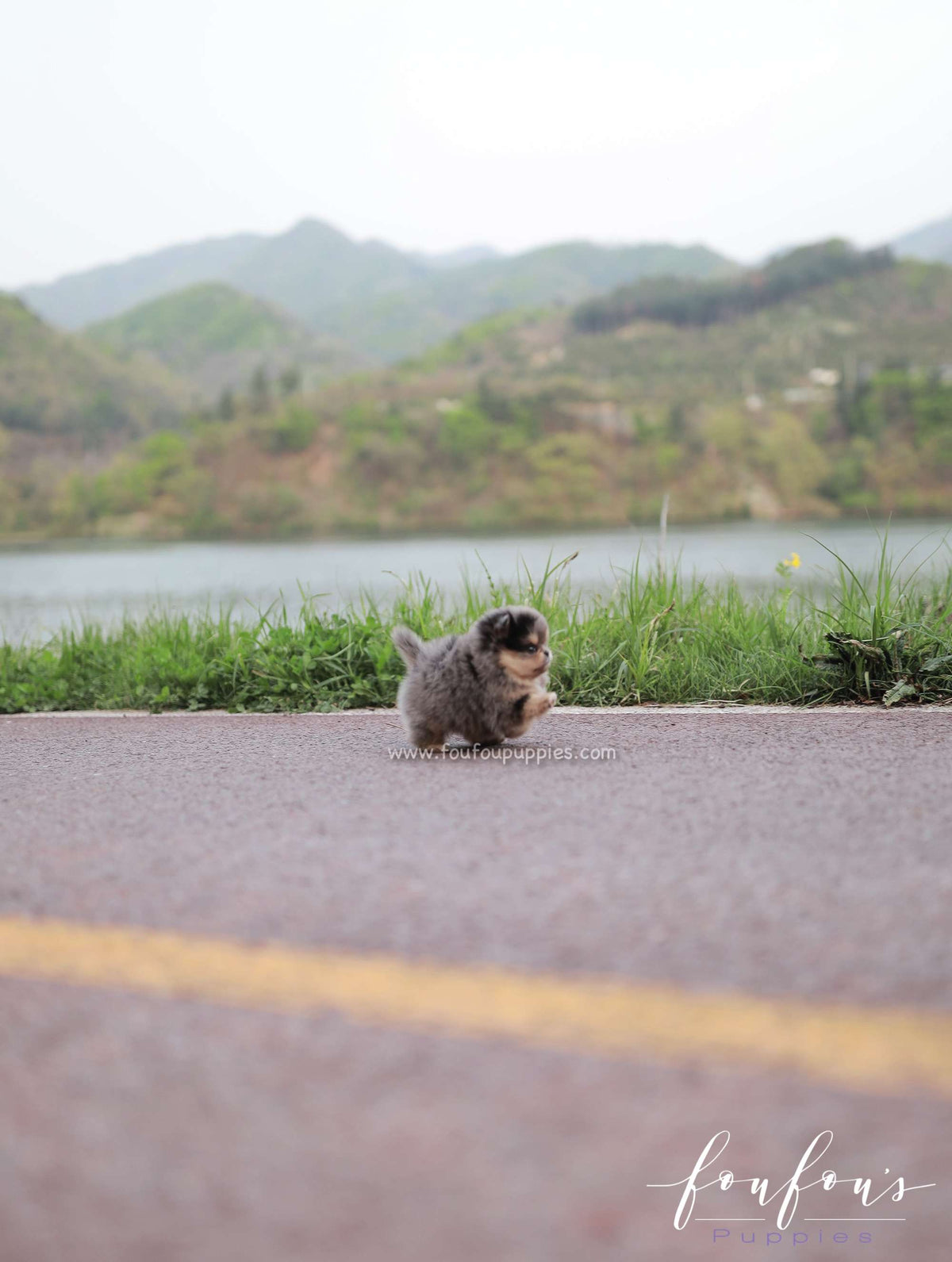 Sky - Pomeranian F.