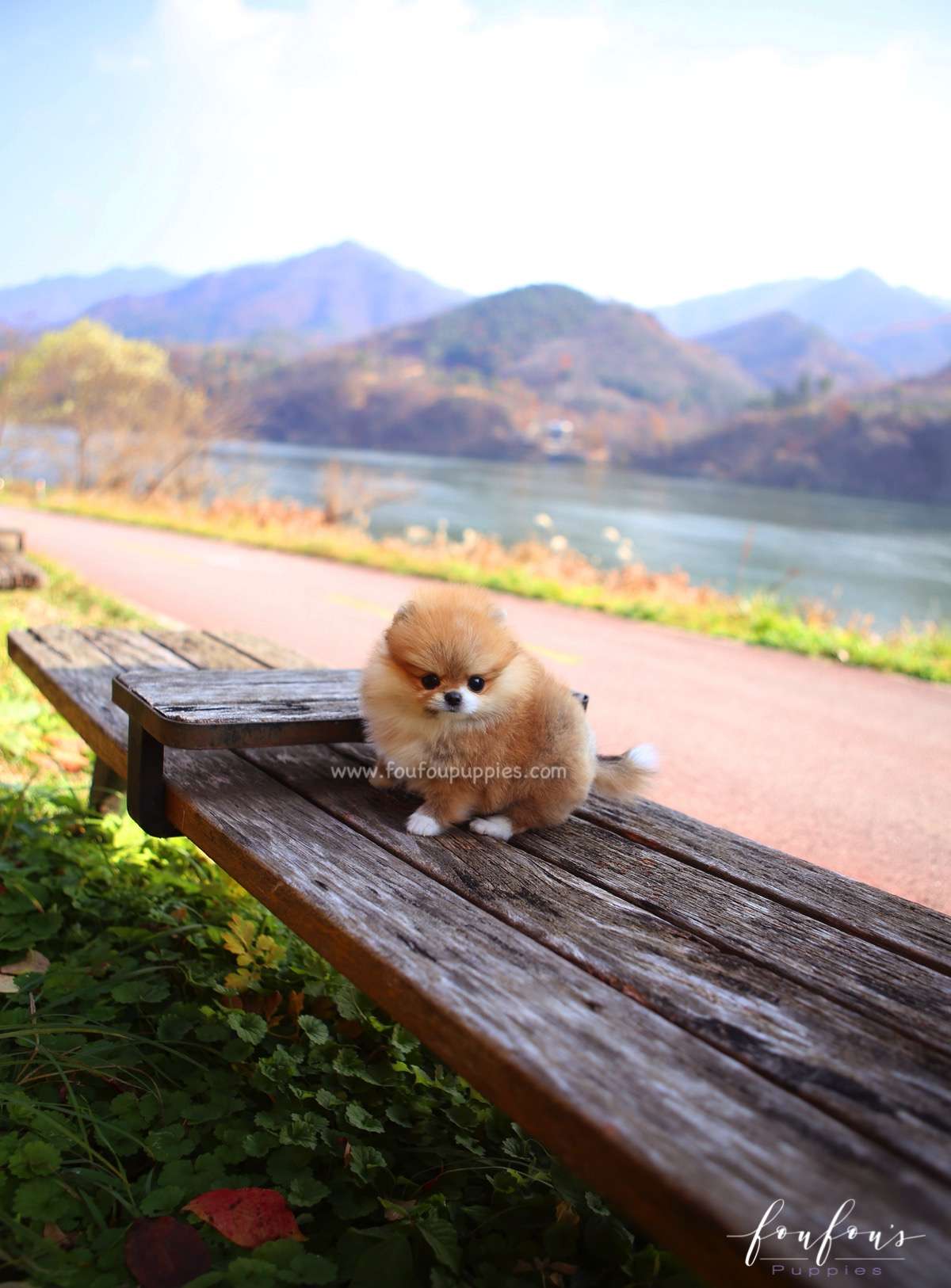 Joy - Pomeranian F.