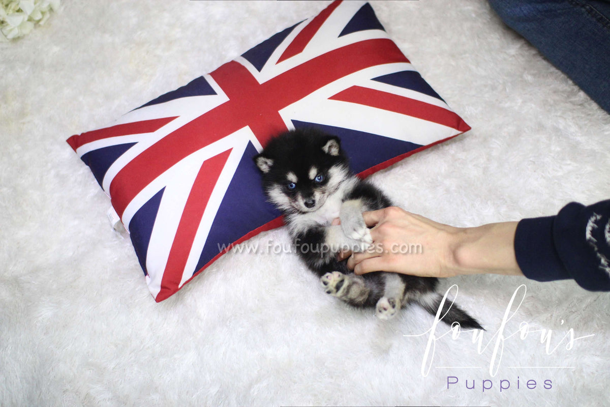 Sapphire - Pomsky F.