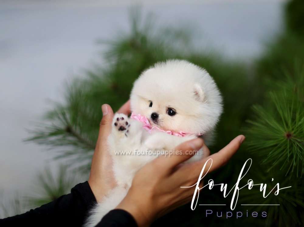 Boo - Pomeranian M.
