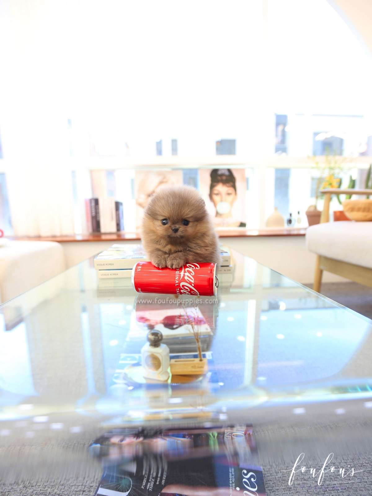 Butterball - Pomeranian M.