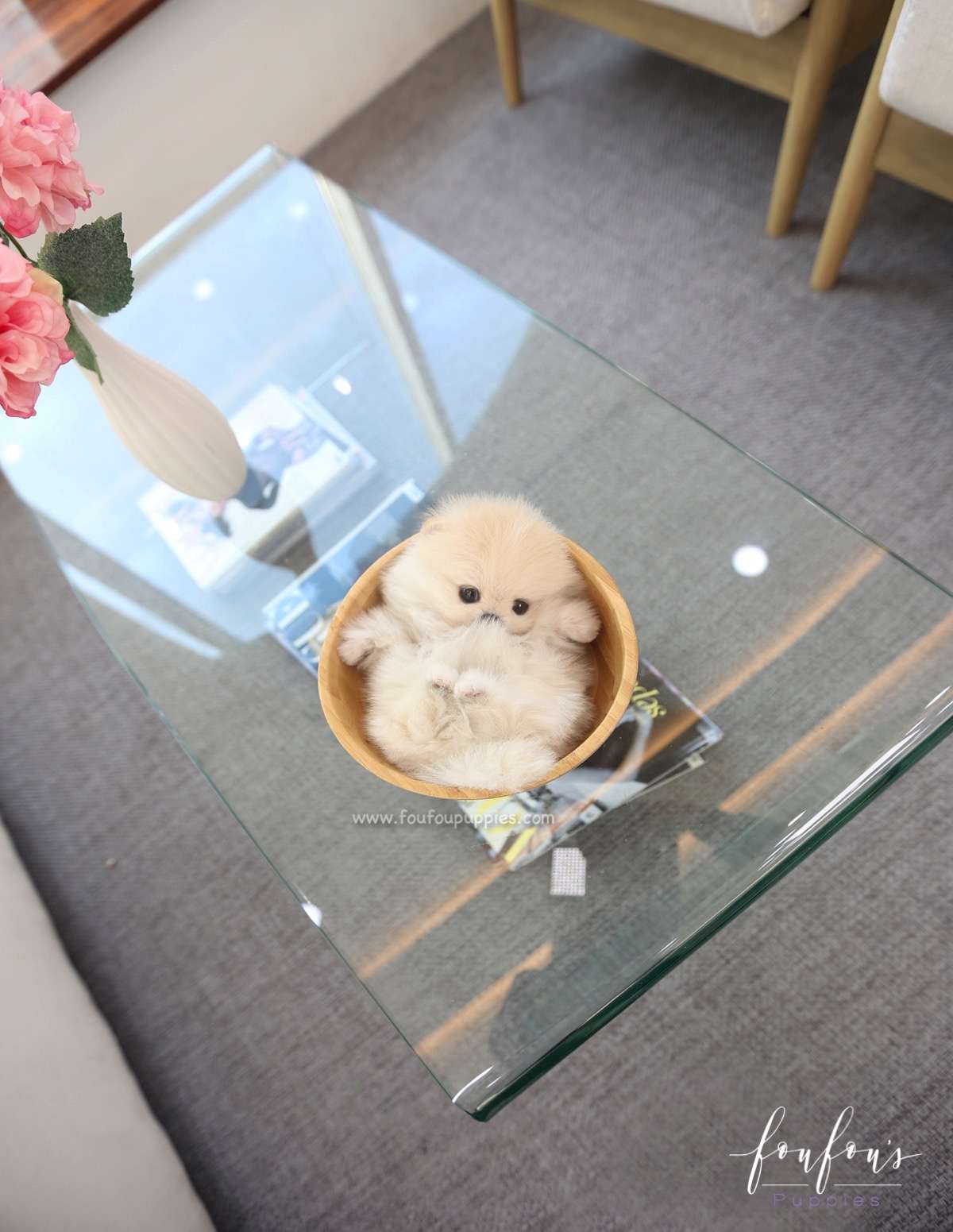 Caeser - Pomeranian M.