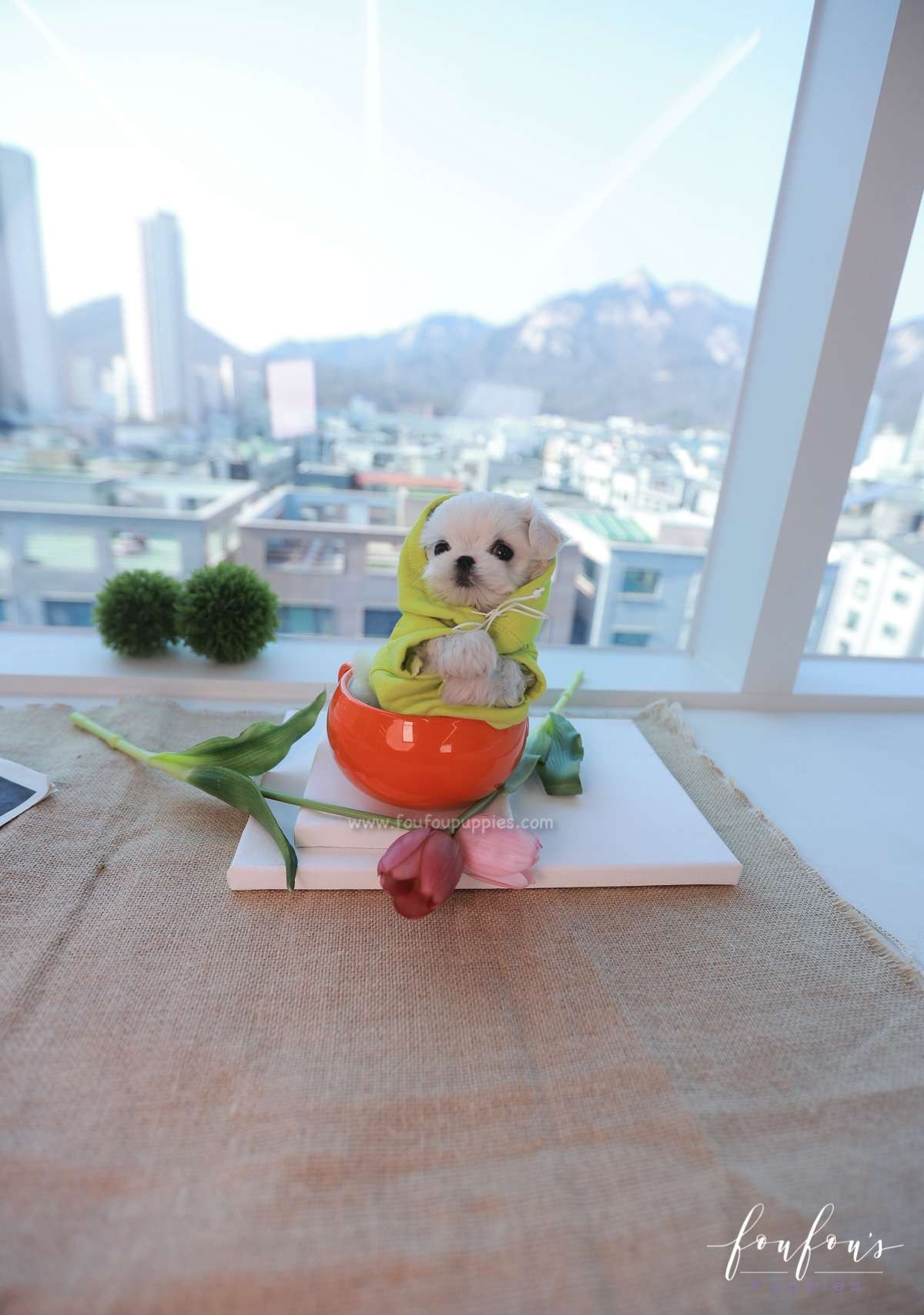 Marvin - Maltese M.