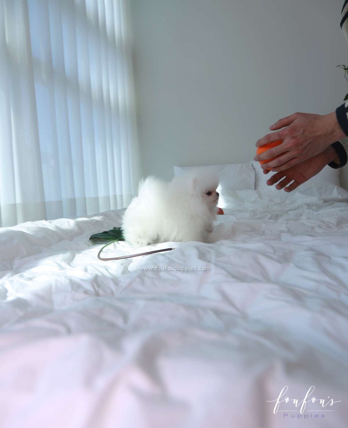 Gunther - Pomeranian M.