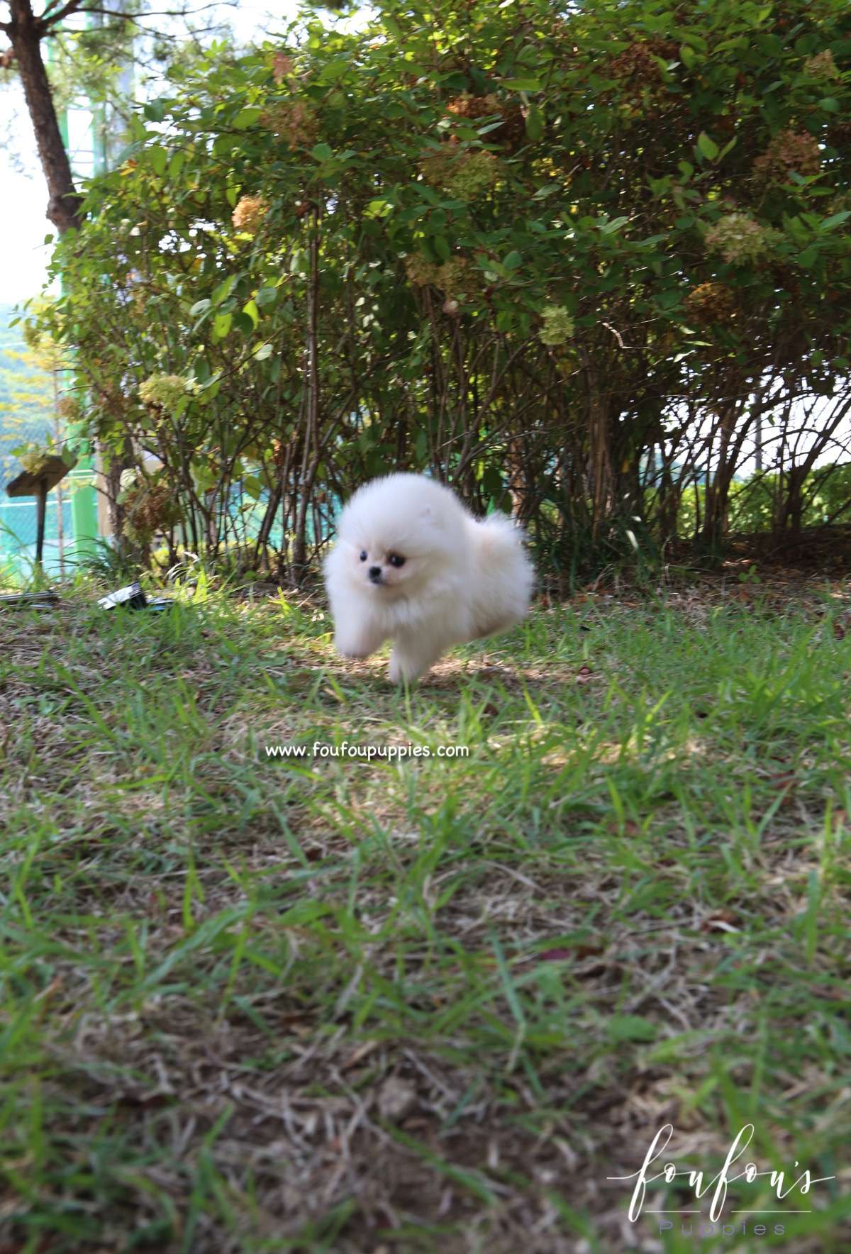 Zaya - Pomeranian F.