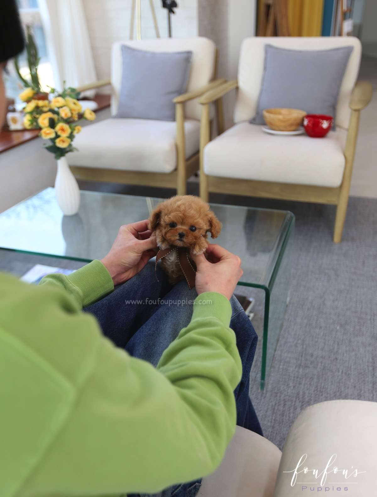 Arthur - Poodle M.