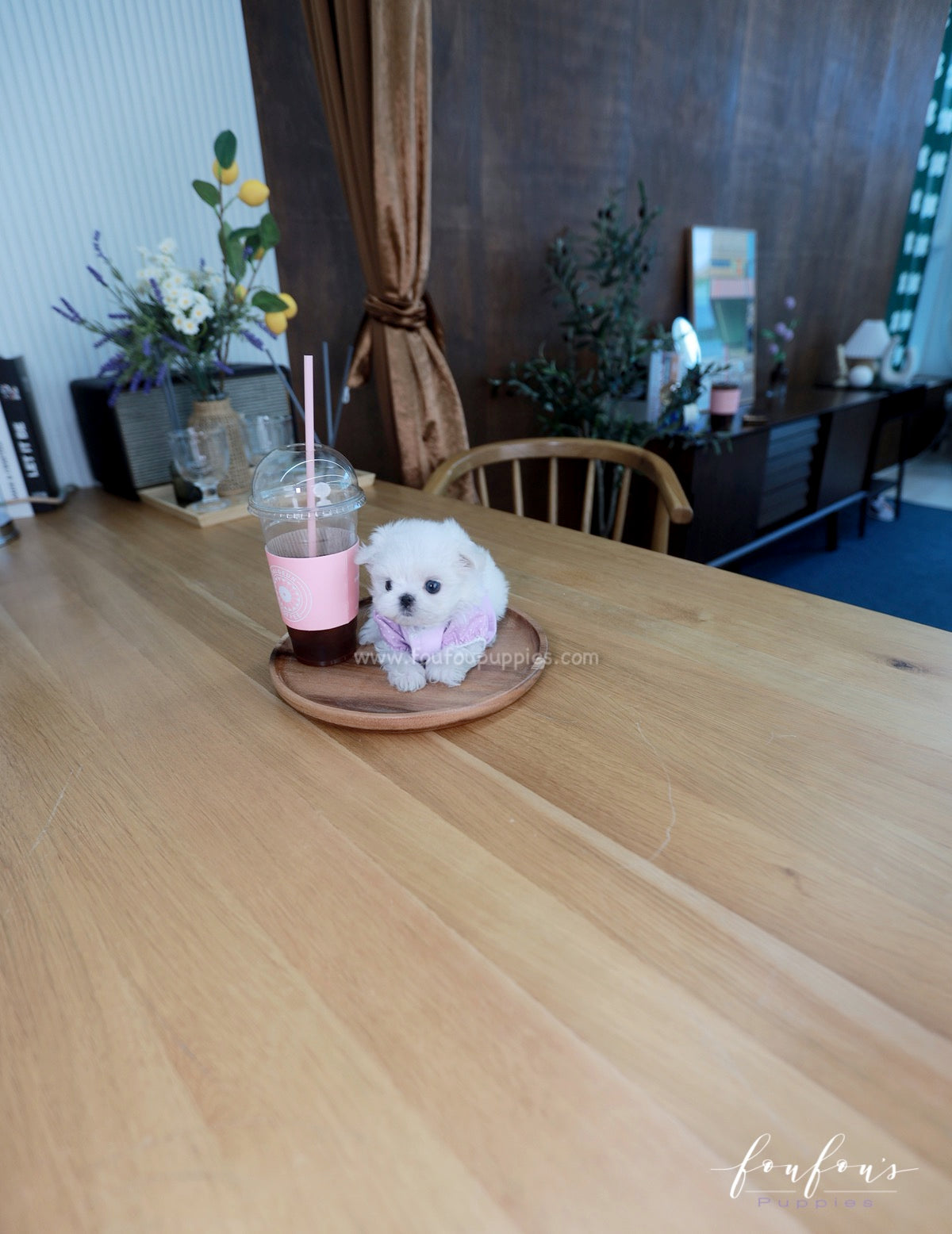 Mila - Maltese F.