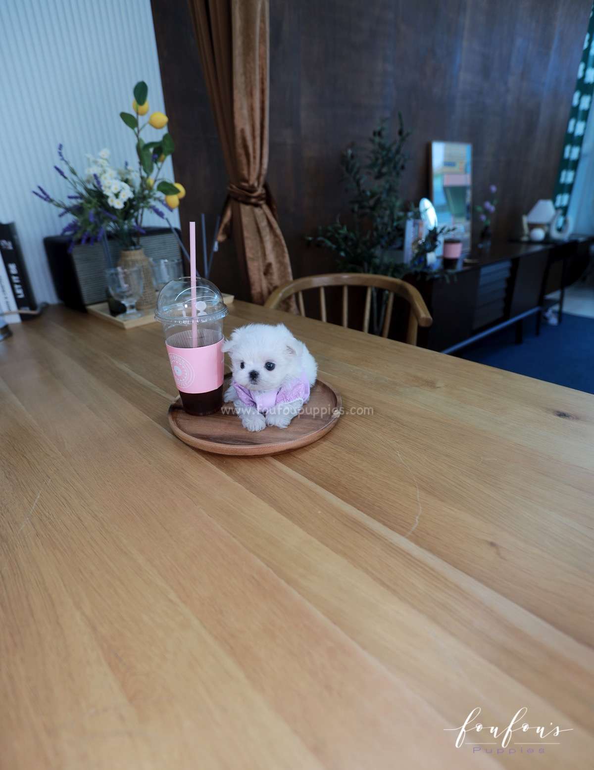 Mila - Maltese F.