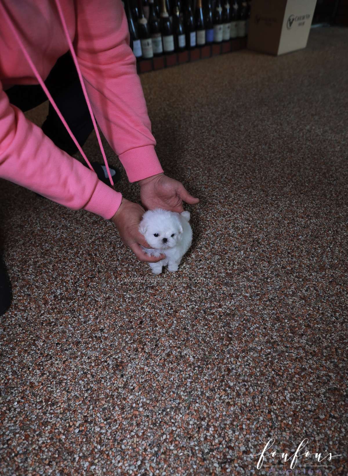 Valentina - Maltese F.