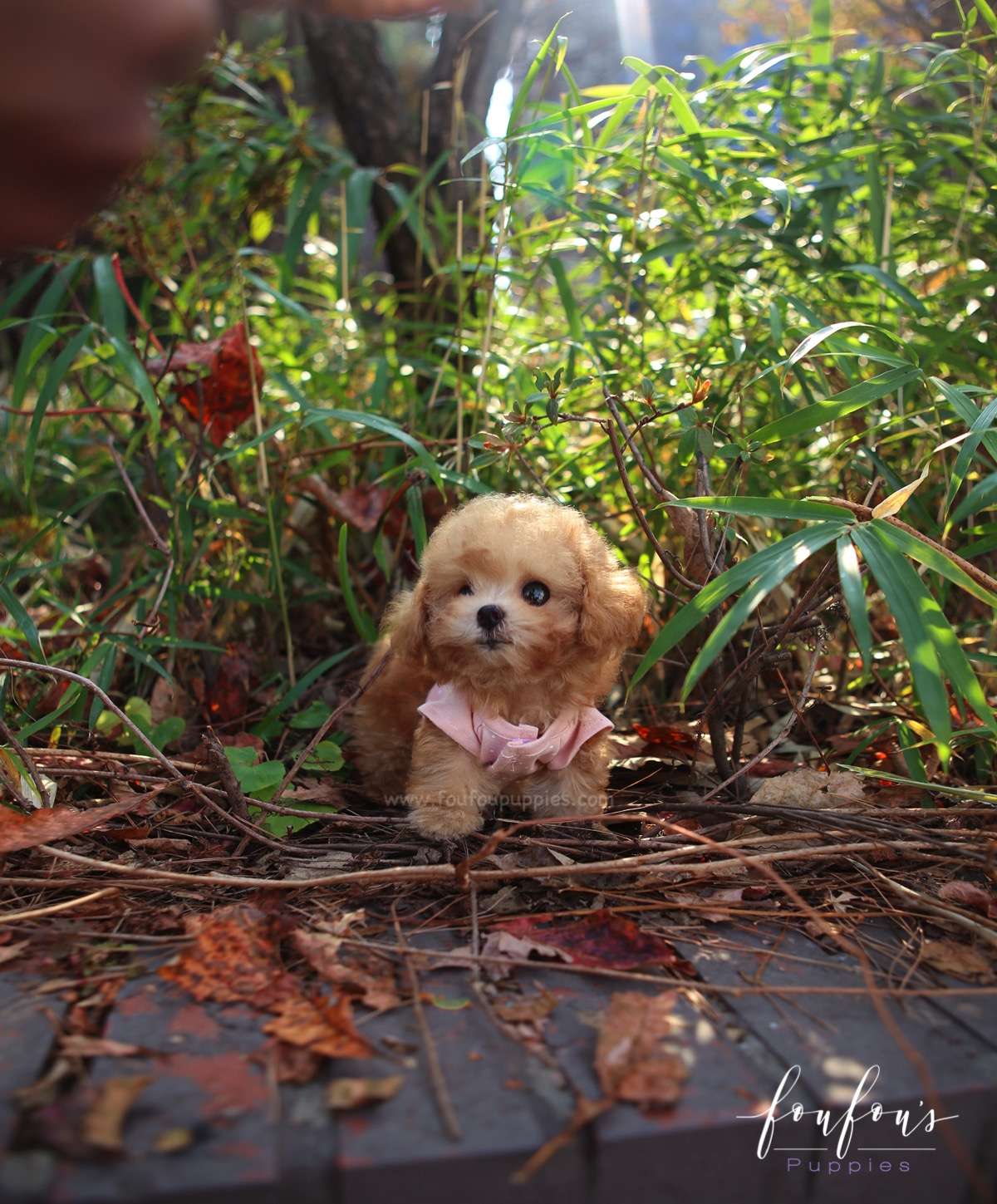 Missy - Poodle F.